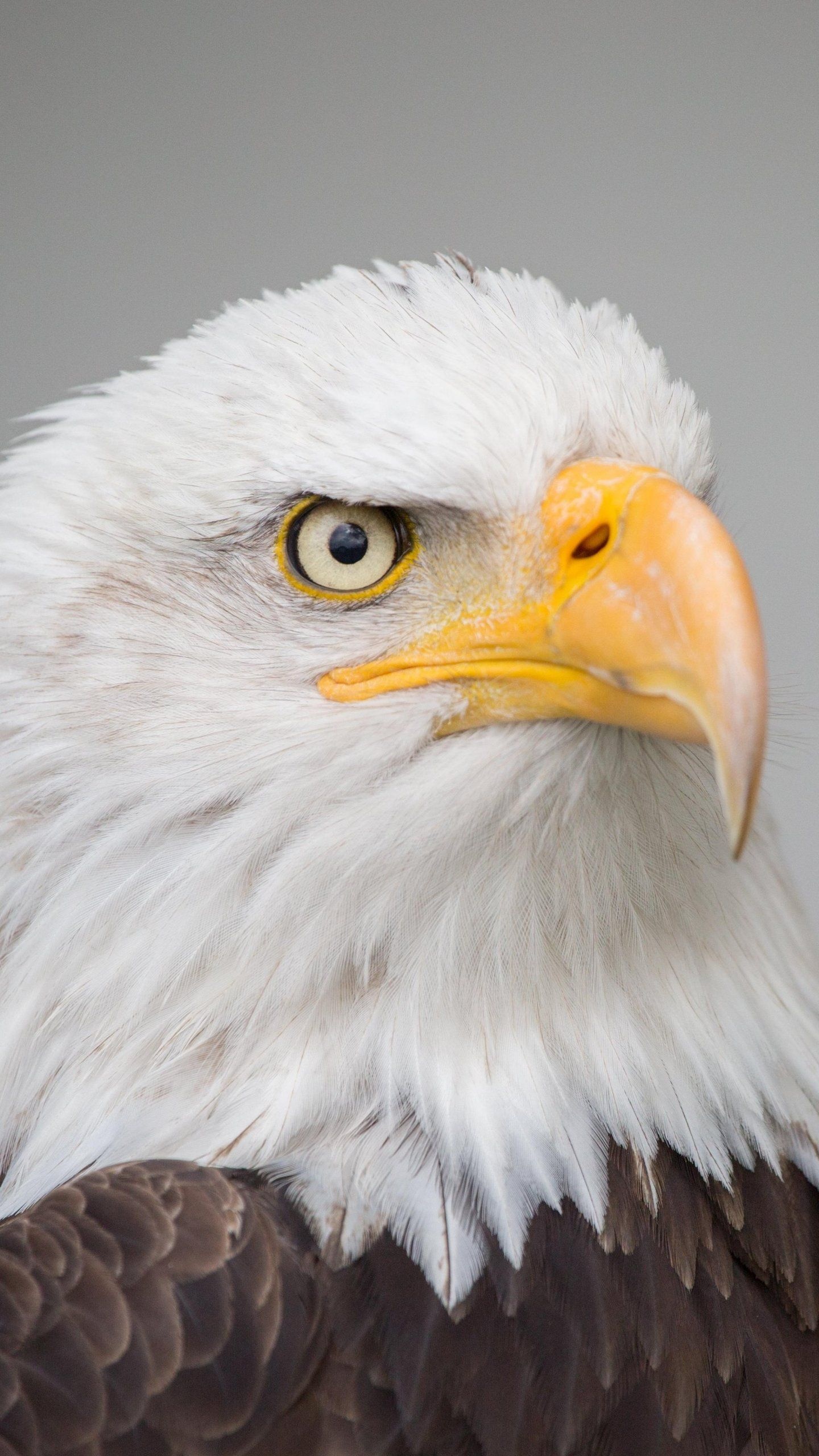 Bald, Eagle, Wallpaper, Desktop, 1440x2560 HD Phone