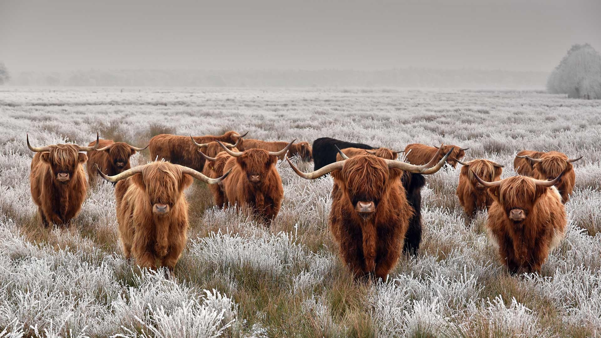 Cattle, Countryside charm, Rural tranquility, Livestock legacy, 1920x1080 Full HD Desktop