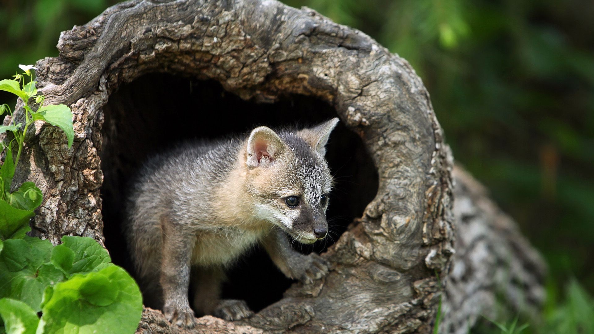 Gray Fox, Animal's unique gray fur, Pet fox companion, Fascinating creature of the wild, 1920x1080 Full HD Desktop