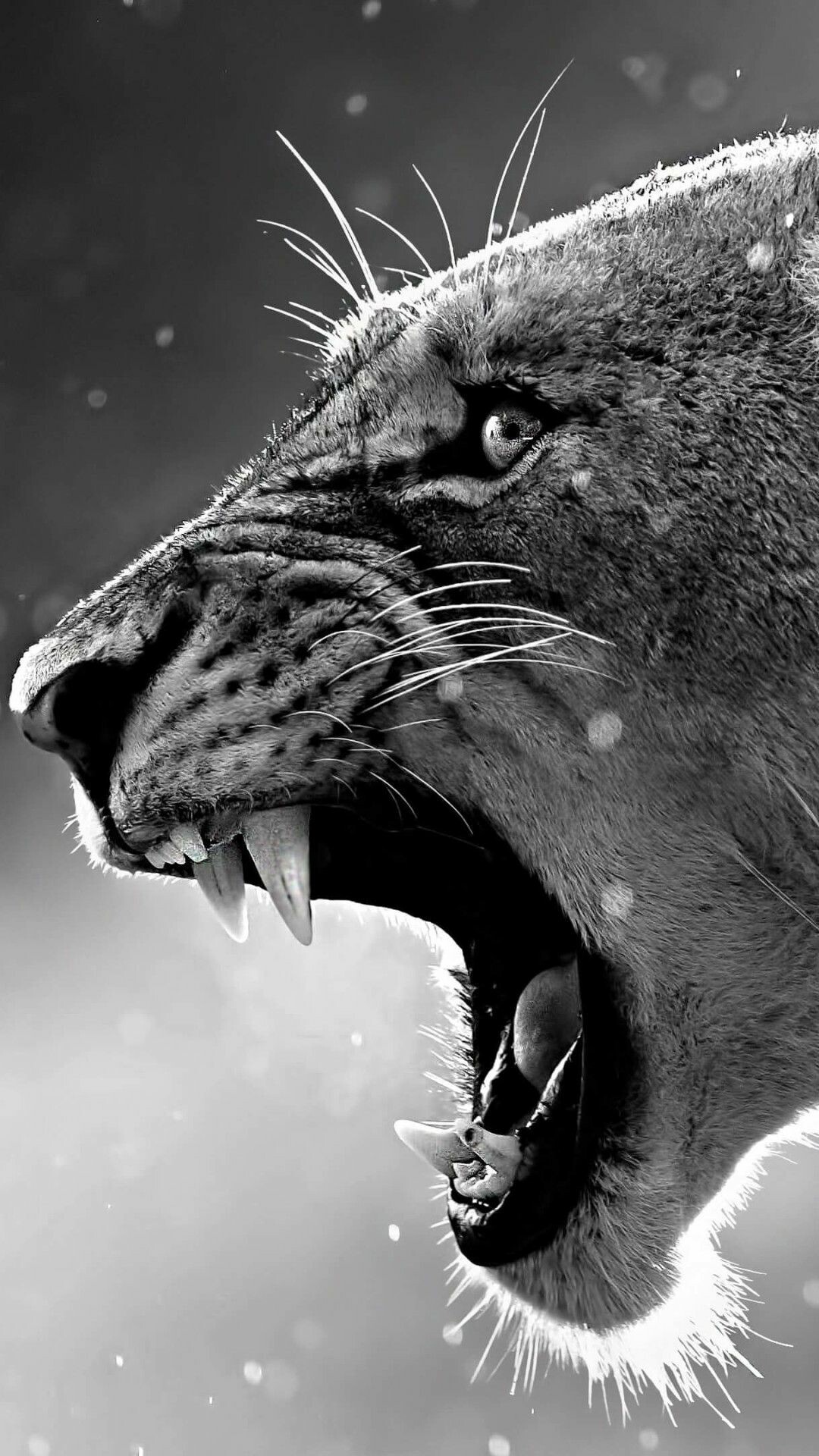 Lion wallpaper, Majestic creature, Striking visuals, Powerful aura, 1080x1920 Full HD Phone