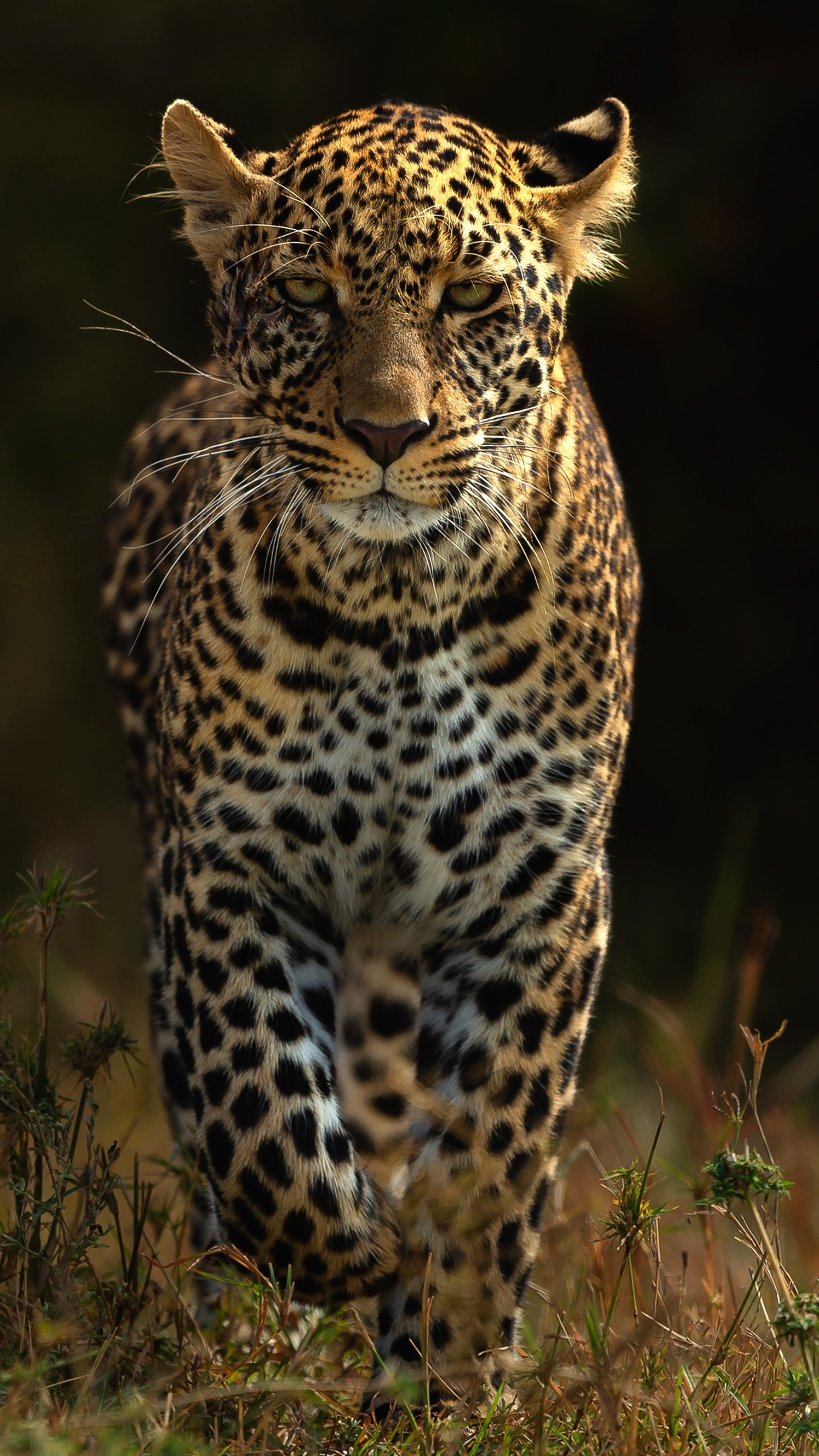 Leopards 4K, HD wallpapers, 2160x3840 4K Phone