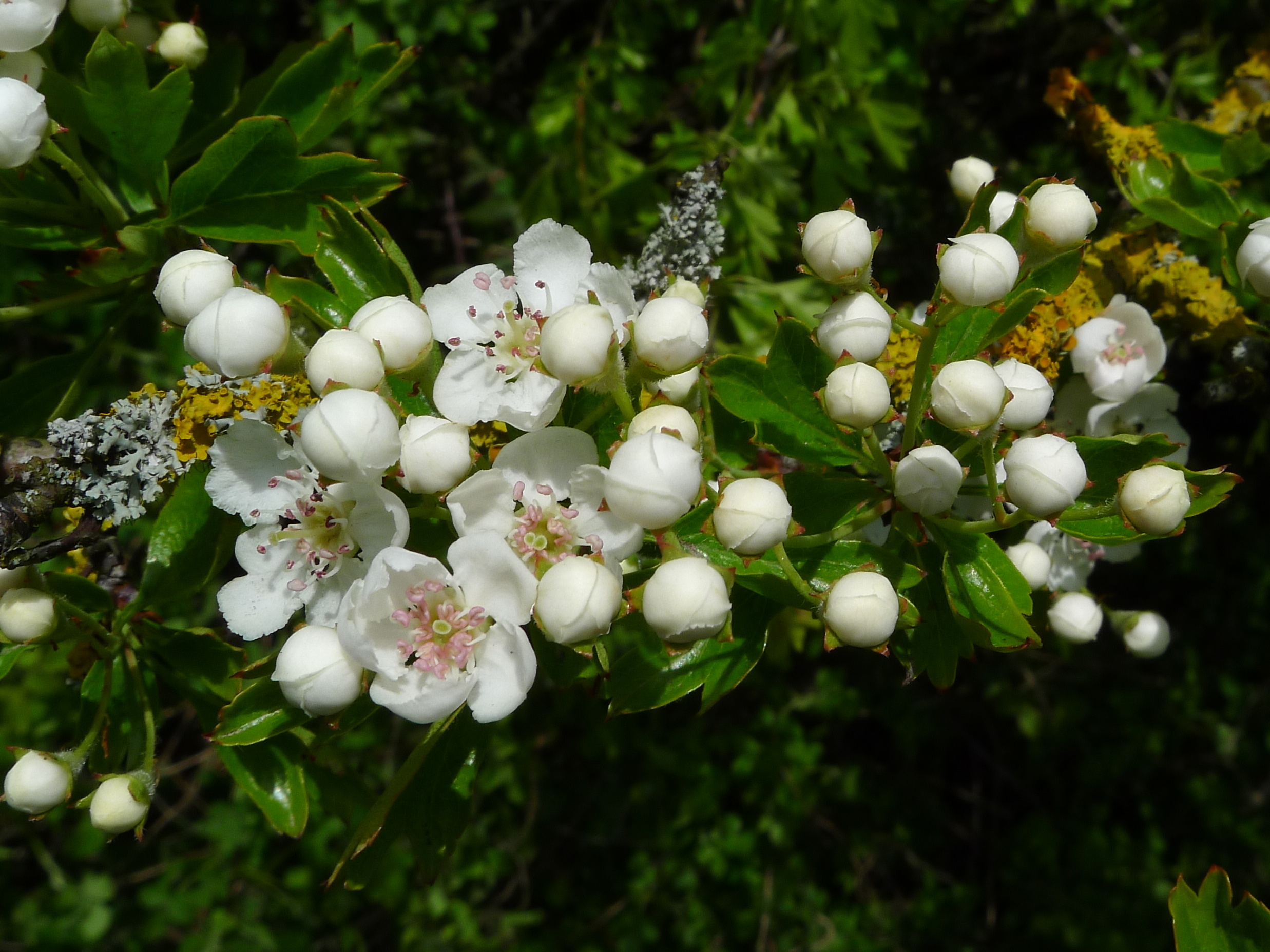 Hawthorn Tree Nature, February 10, Hawthorn Reddirttown, 2480x1860 HD Desktop