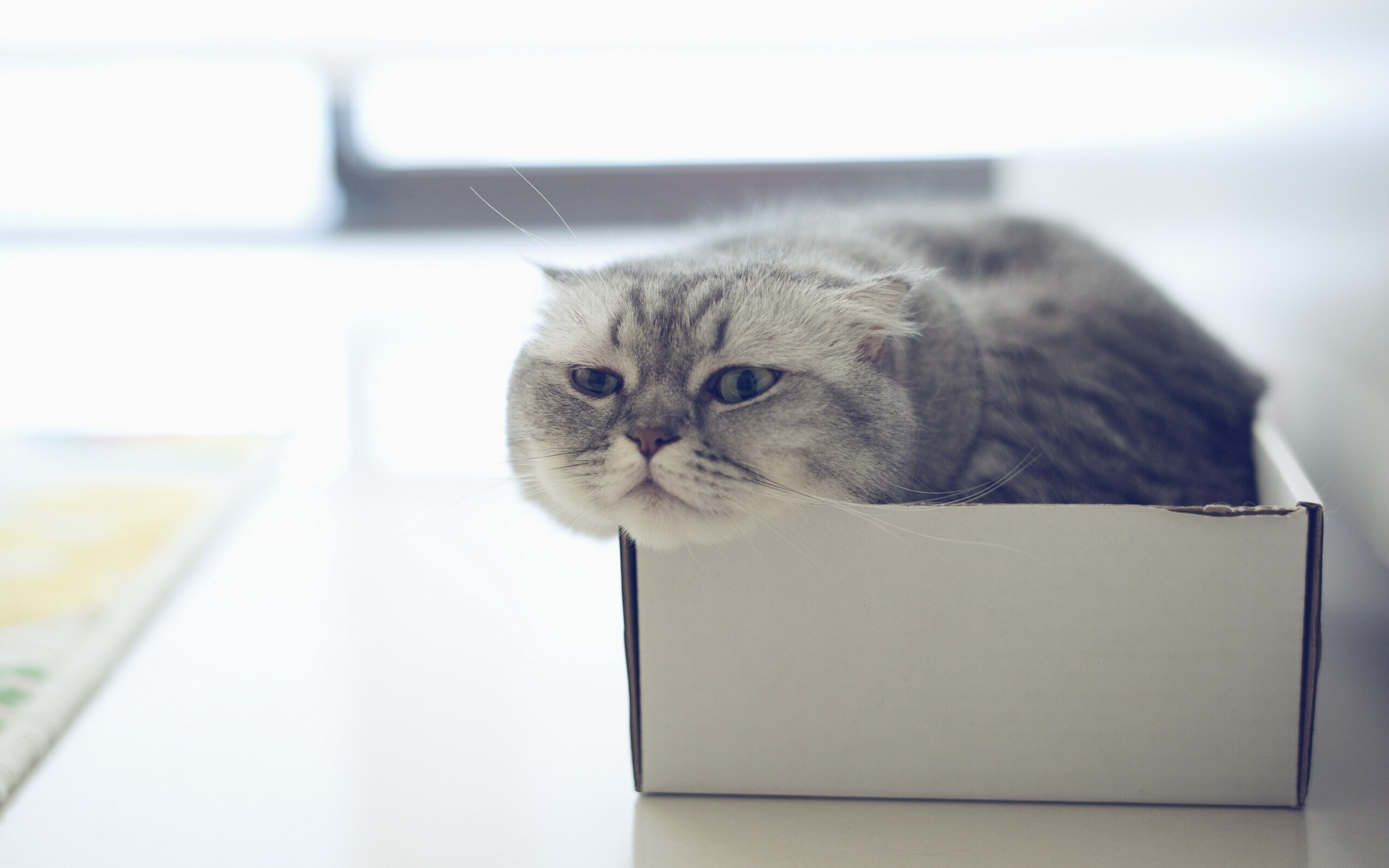 Scottish Fold, Feline companion, Cat in a box, Desktop wallpaper, 2560x1610 HD Desktop