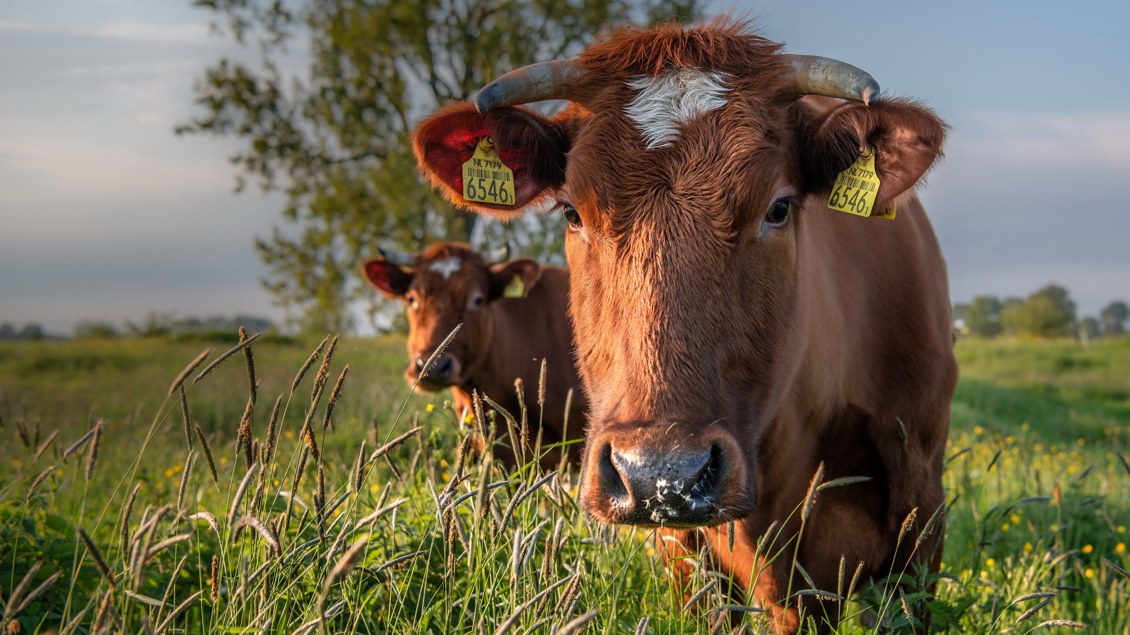 Norwegian Red, Cow Wallpaper, 3840x2160 4K Desktop