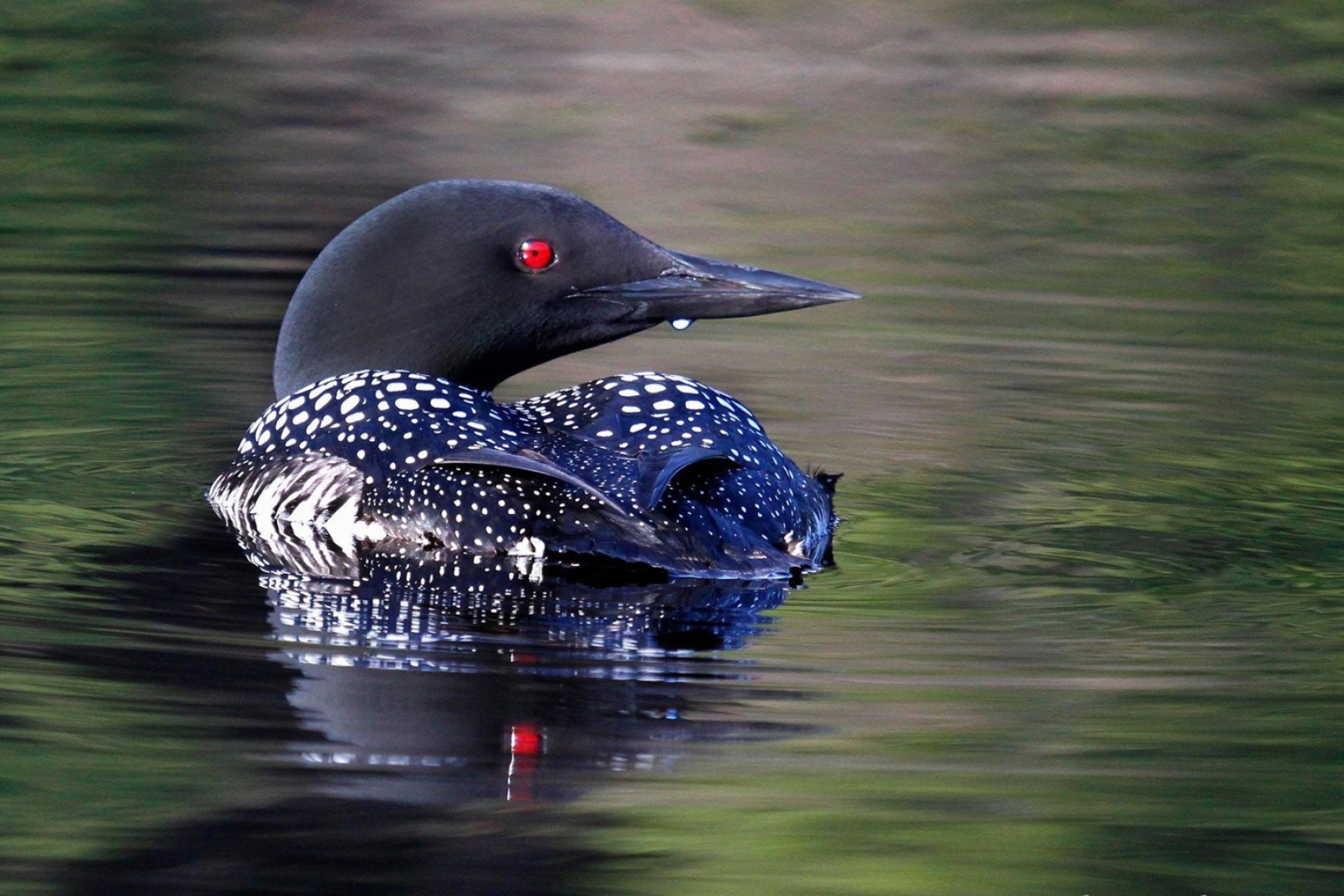 Common loon, Pet birds, Loon, 2050x1370 HD Desktop