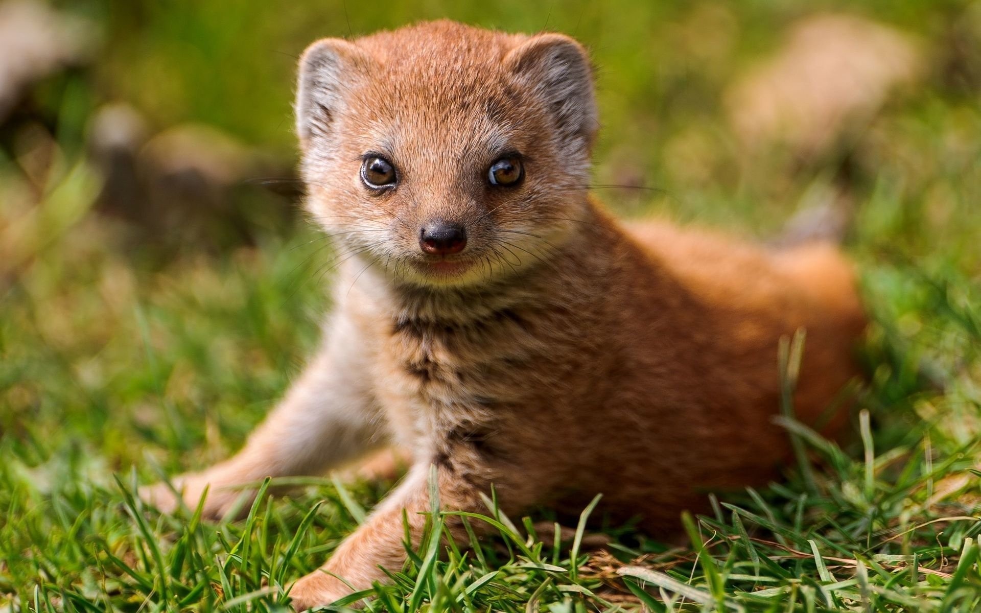 Mongoose, Fast predator, Small mammals, Fierce hunter, 1920x1200 HD Desktop