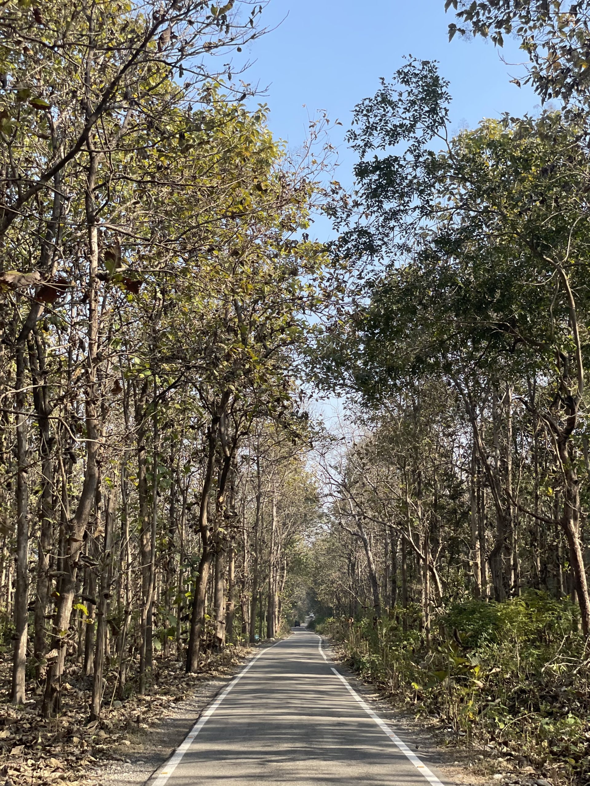 Jim Corbett National Park, Memorable travel experience, Wildlife encounters, Nature's abundance, 1920x2560 HD Phone