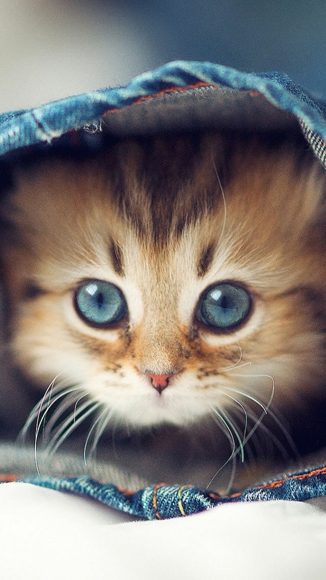 Cute cat iPhone wallpapers, HD quality, Lovely feline companions, Adorable backgrounds, 1080x1920 Full HD Phone