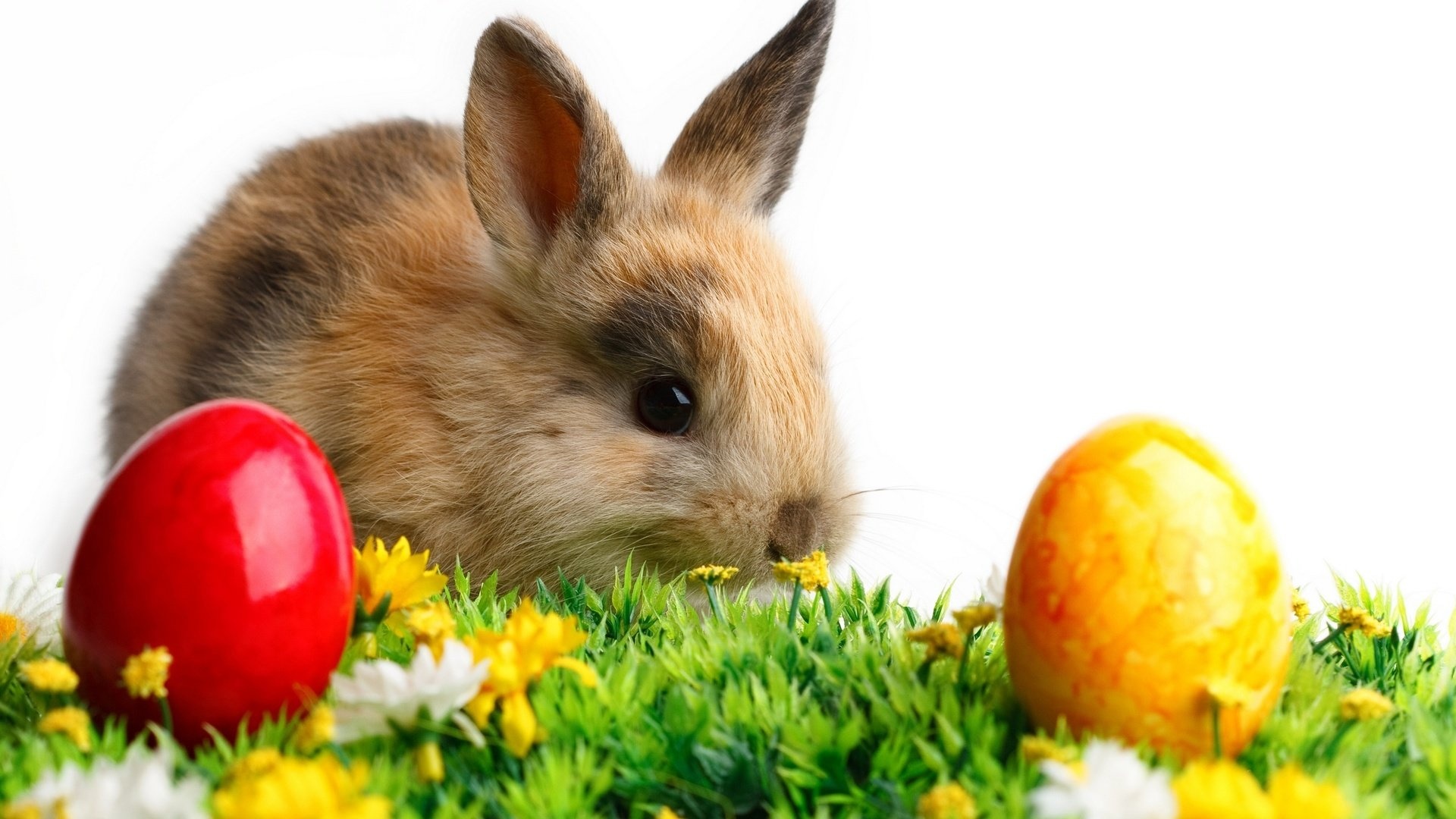 Easter, Bunnies Wallpaper, 1920x1080 Full HD Desktop