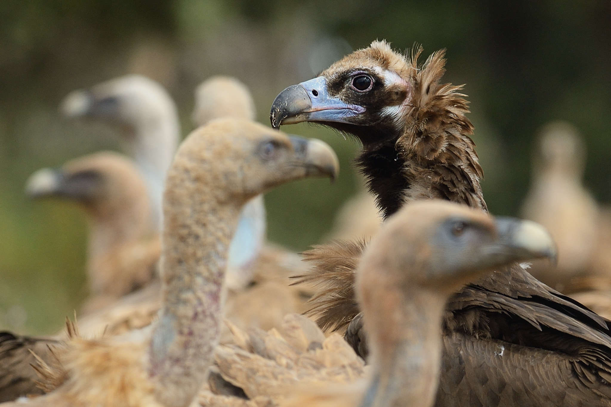 European Commission's support, Rhodope mountain conservation, Vulture welfare, Environmental initiative, 2050x1370 HD Desktop