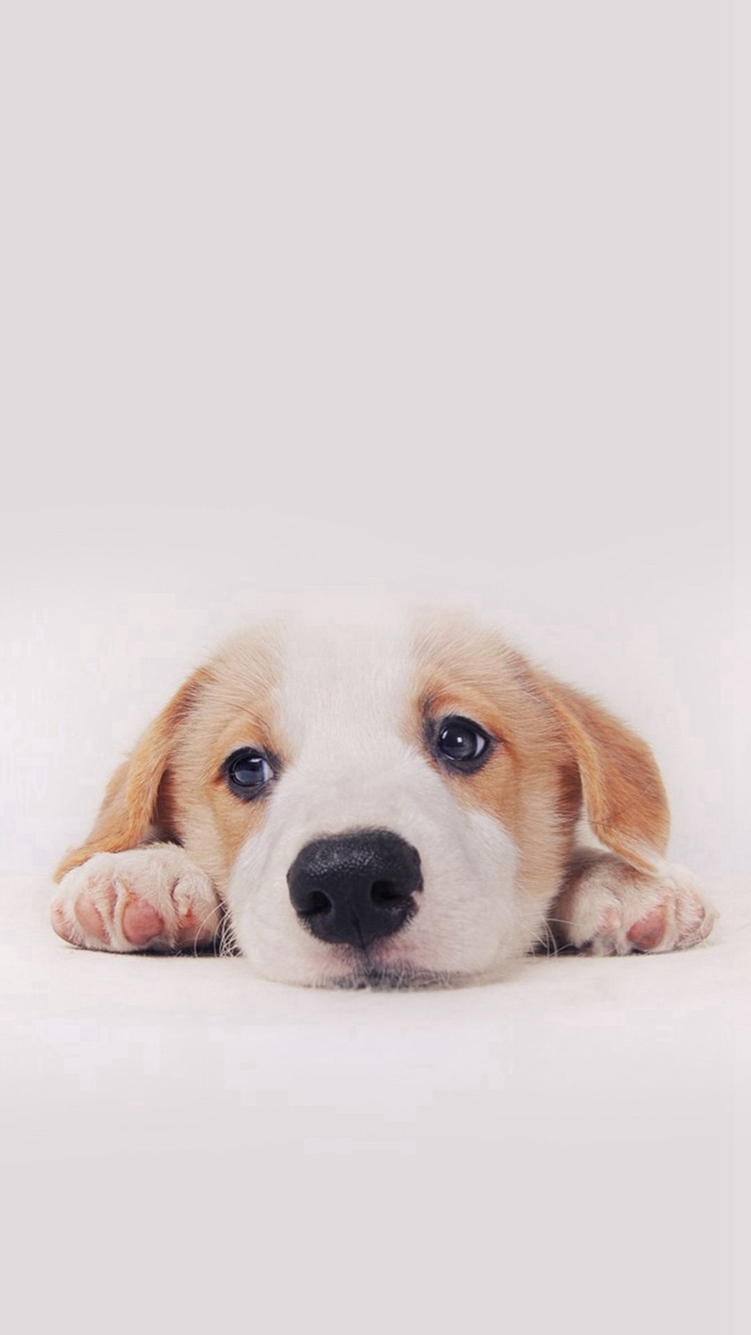 Puppy, Cute Phone Wallpaper, 1080x1920 Full HD Phone