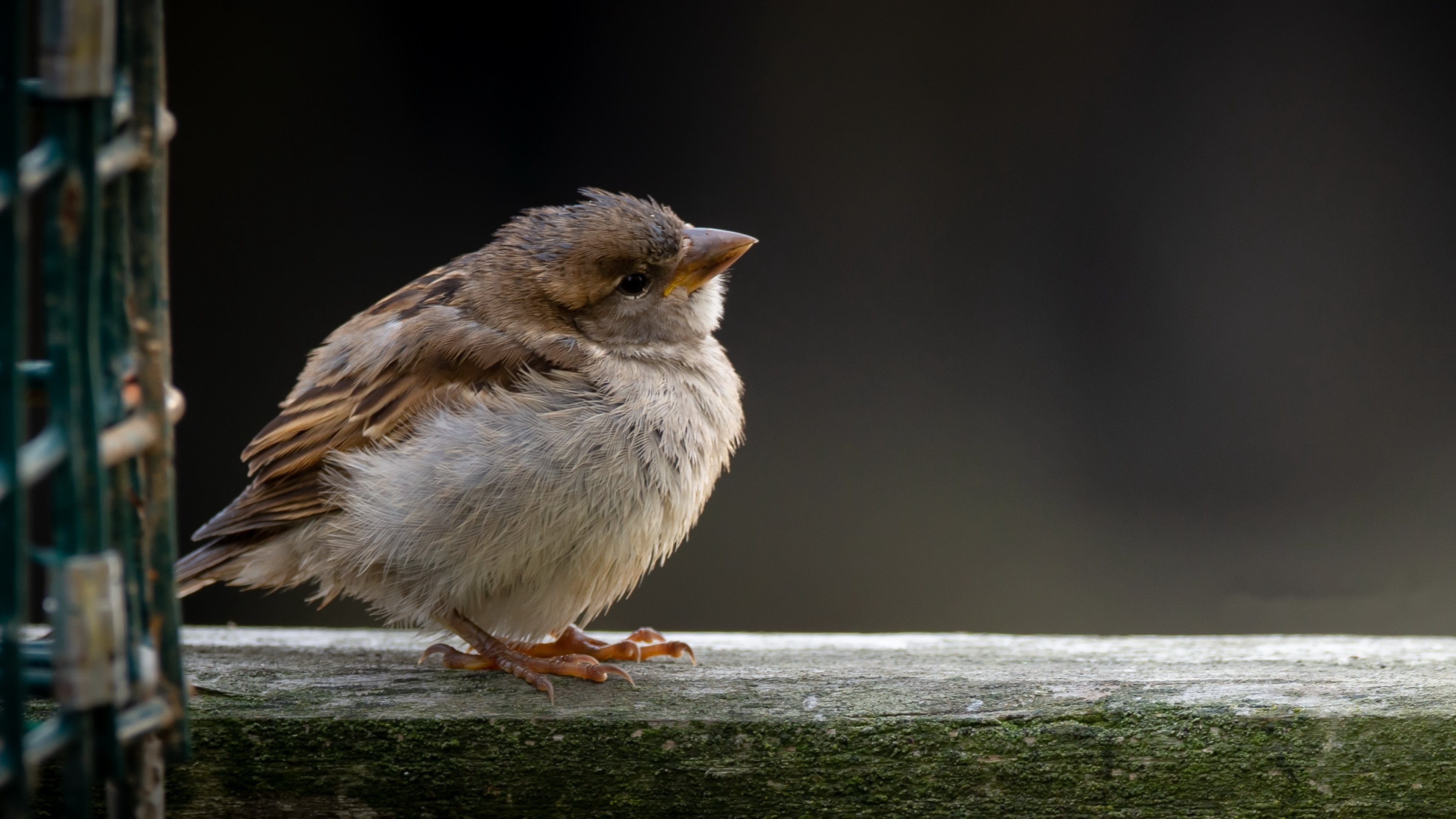 Downloadable wallpaper, Bird section, Animal-themed background, High resolution imagery, 3840x2160 4K Desktop