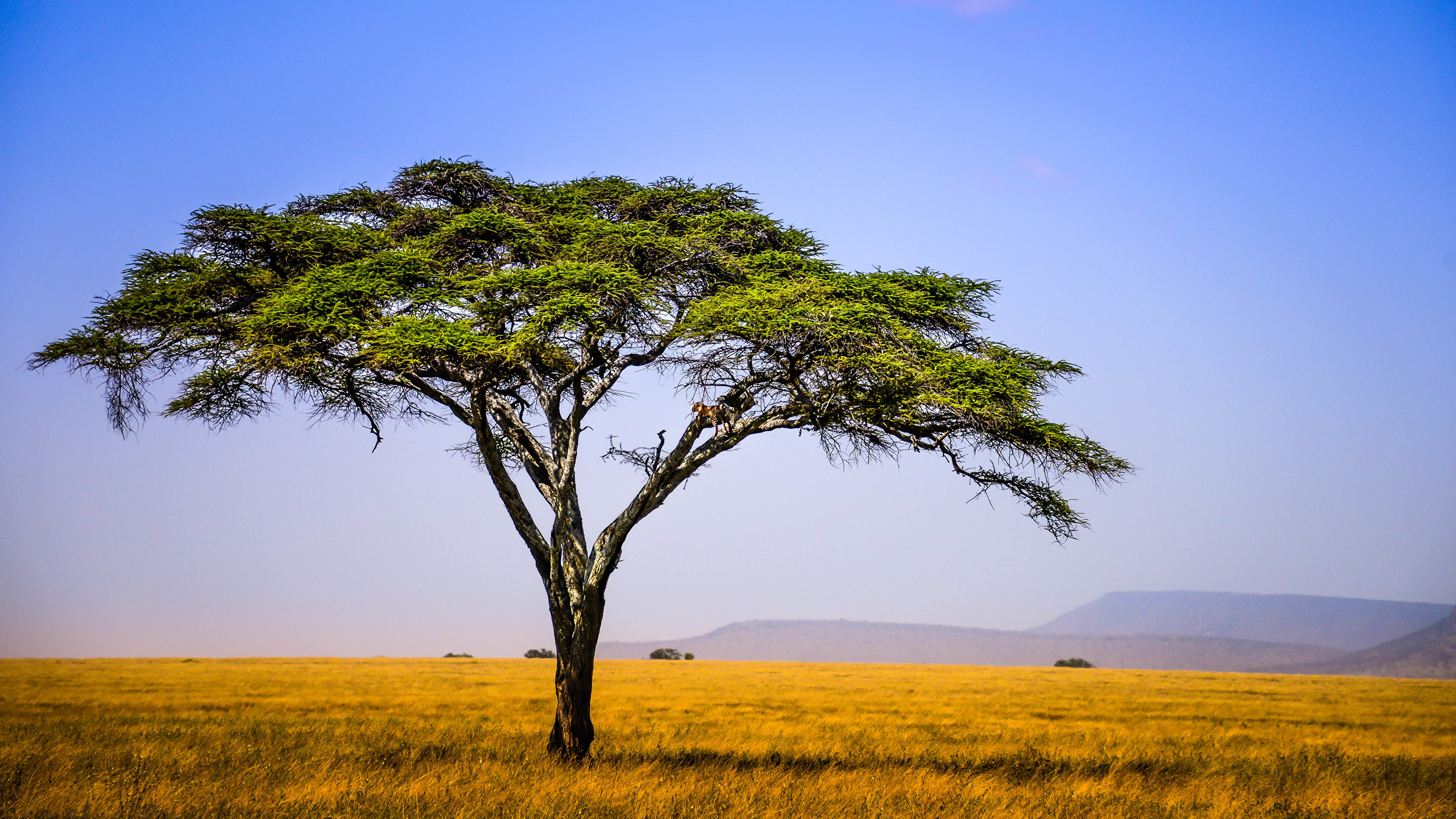 African grassland wallpapers, African grassland backgrounds, Top free African, Grassland backgrounds, 3840x2160 4K Desktop