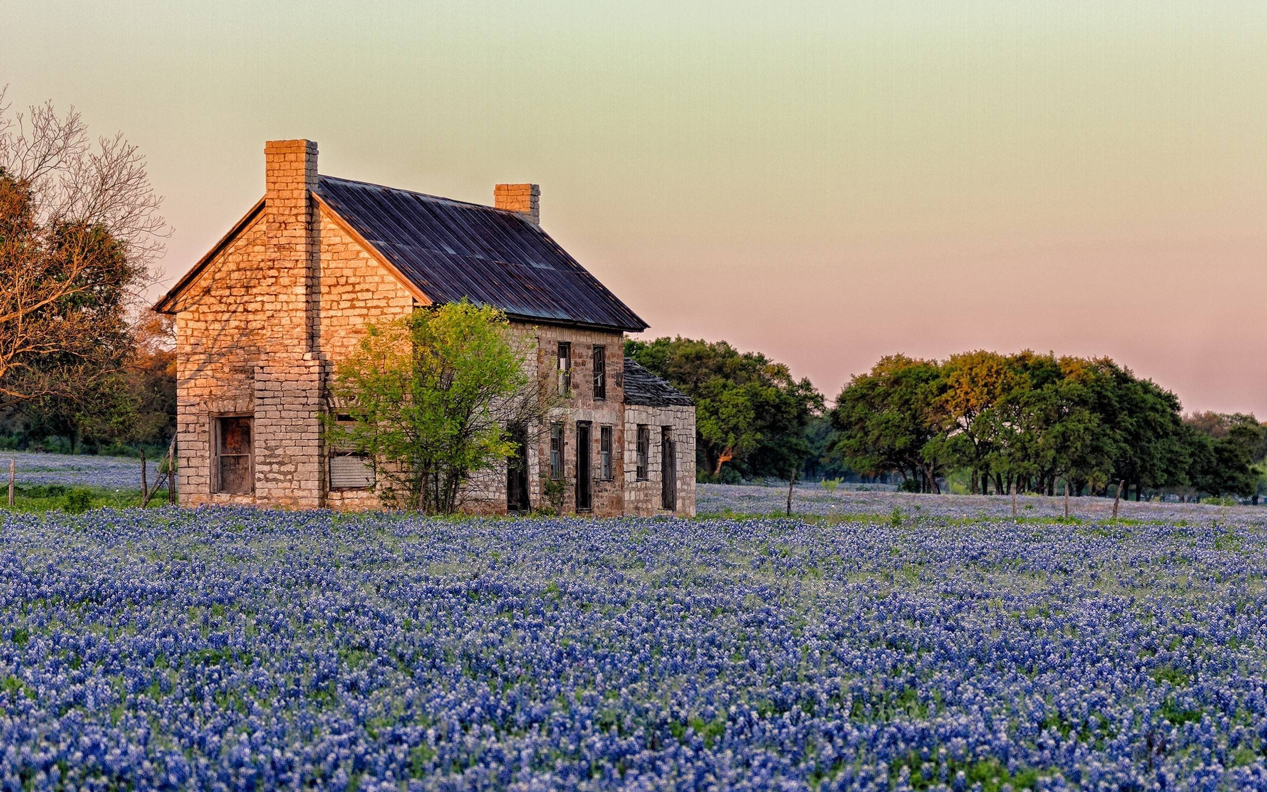 Bluebonnet, Nature, Beautiful blossoms, Vibrant colors, 2560x1600 HD Desktop