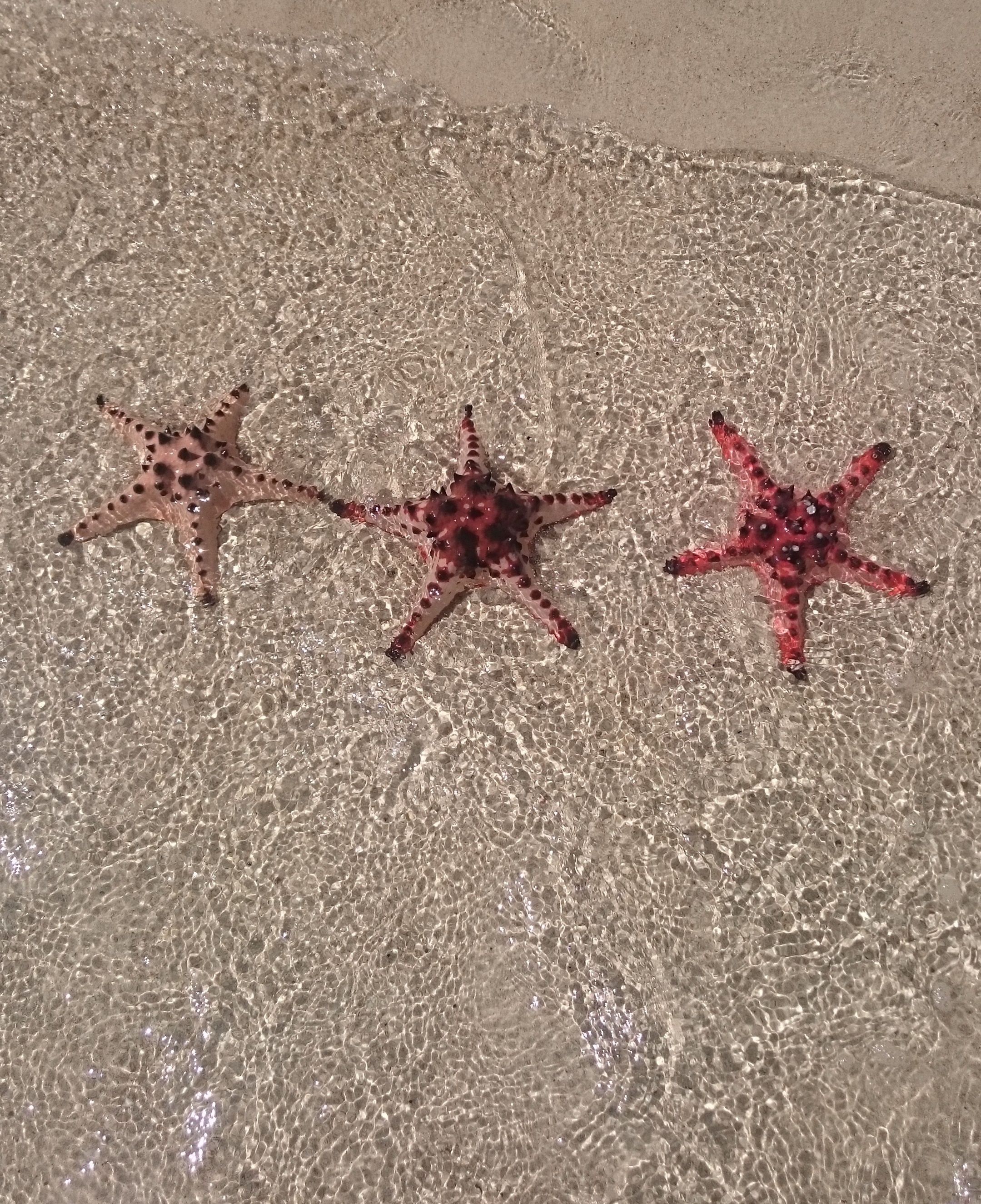 Beach nature photos, Summer seashore beauty, Starfish and seashells, Marine invertebrate life, 2160x2650 HD Phone