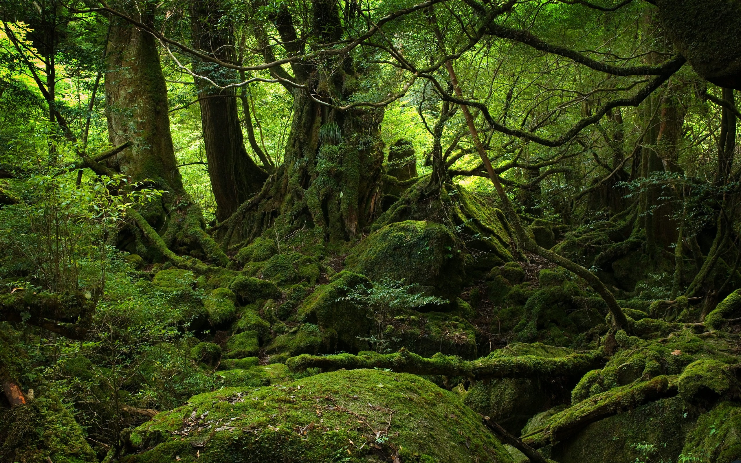 Fangorn, Movies, Free, Forest Wallpapers, 2560x1600 HD Desktop