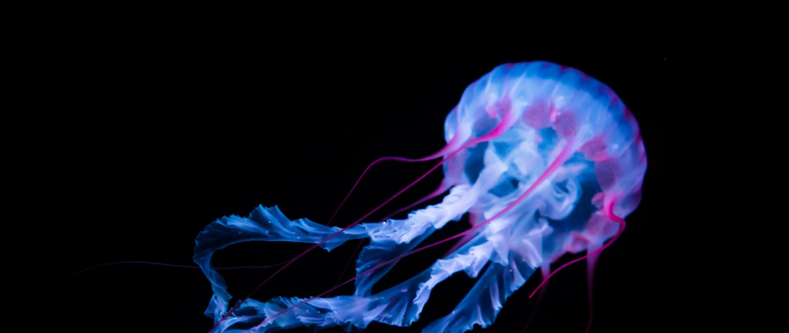 Glowing jellyfish, Black background, White animals, Captivating creatures, 2560x1080 Dual Screen Desktop