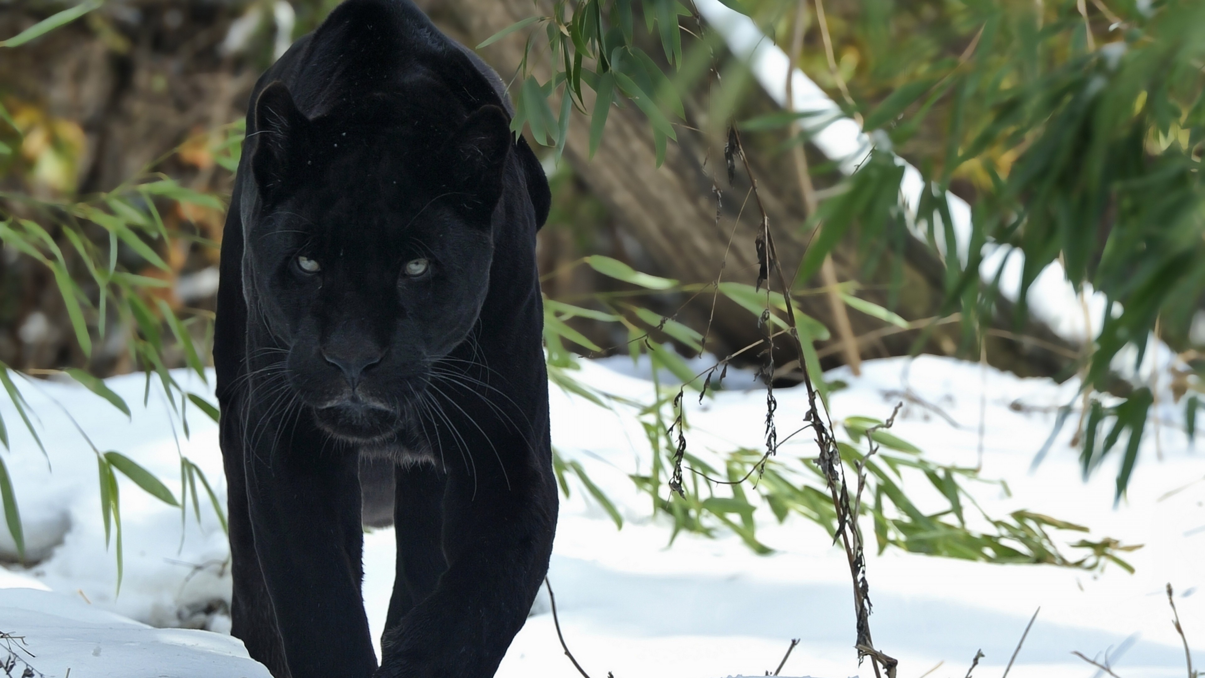 Black Panther, Animal, HD, Wallpaper, 3840x2160 4K Desktop