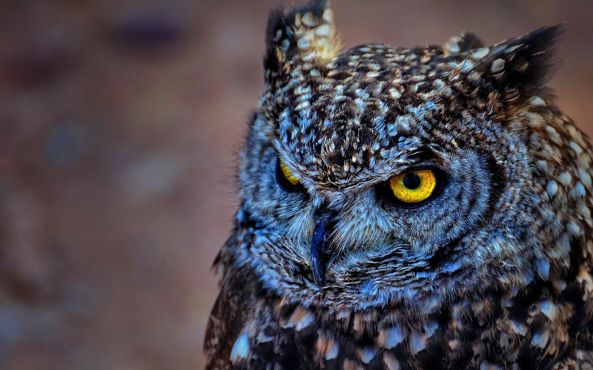 Close-up, Owls Wallpaper, 1920x1200 HD Desktop