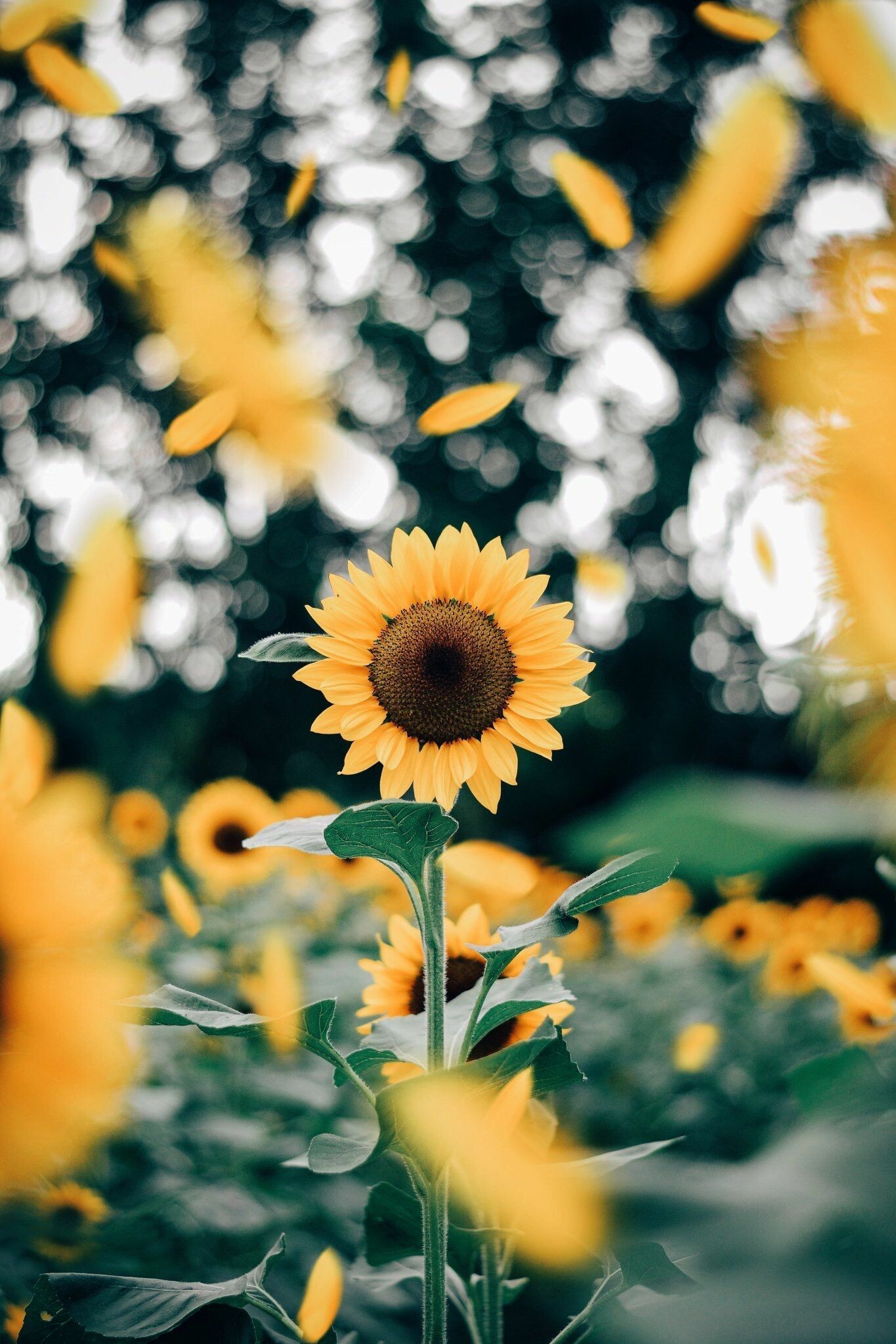 Sunflower Petals, Sunflowers Wallpaper, 1370x2050 HD Phone