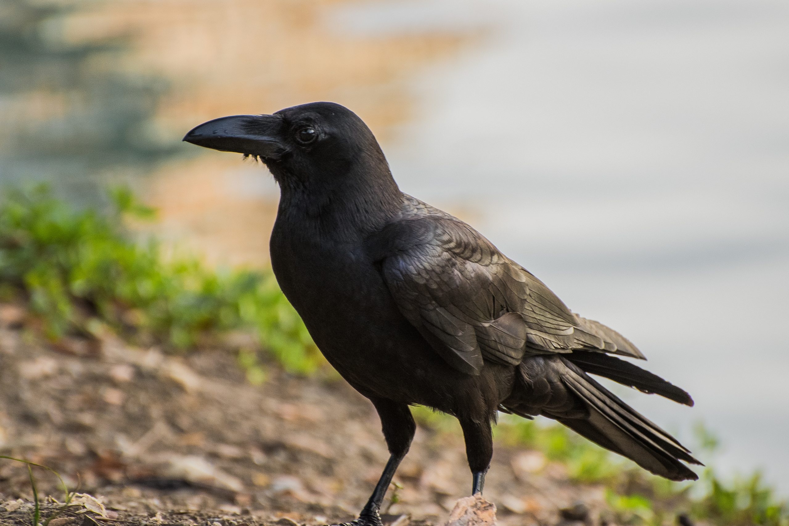 Corvus macrorhynchos, Crows Wallpaper, 2560x1710 HD Desktop