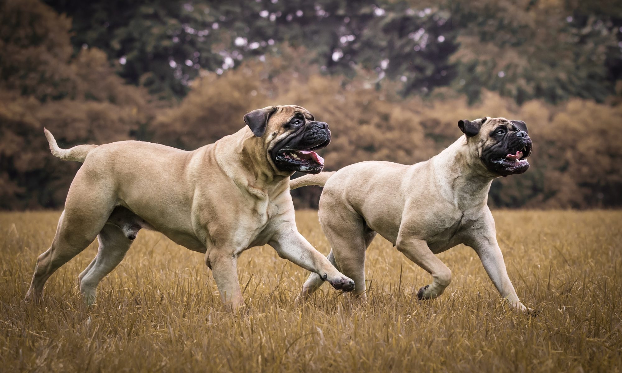 Nordic protector, Bullmastiff, Powerful guard, Breed, 2000x1200 HD Desktop