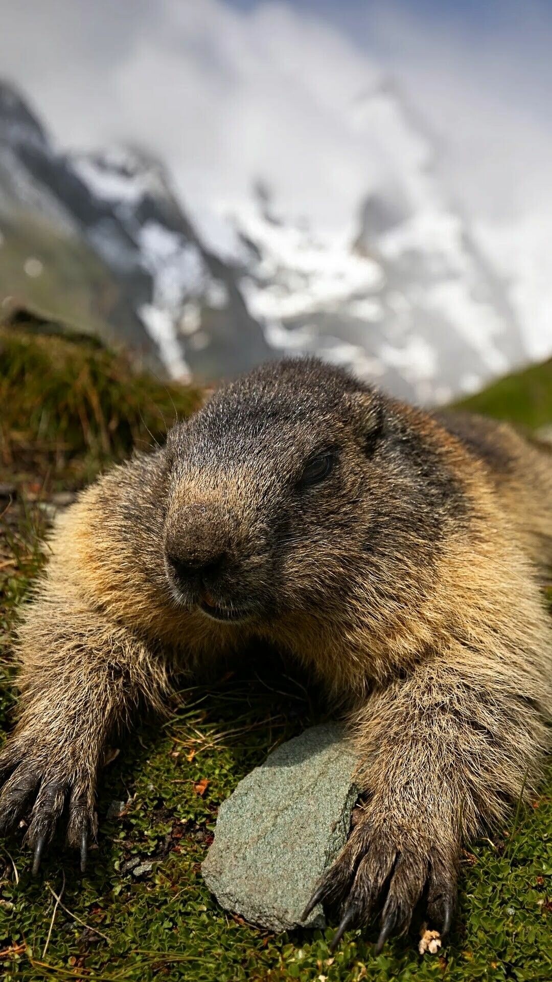 Happy Groundhog Day, Festive ideas, Joyful celebration, Groundhog-inspired activities, 1080x1920 Full HD Phone