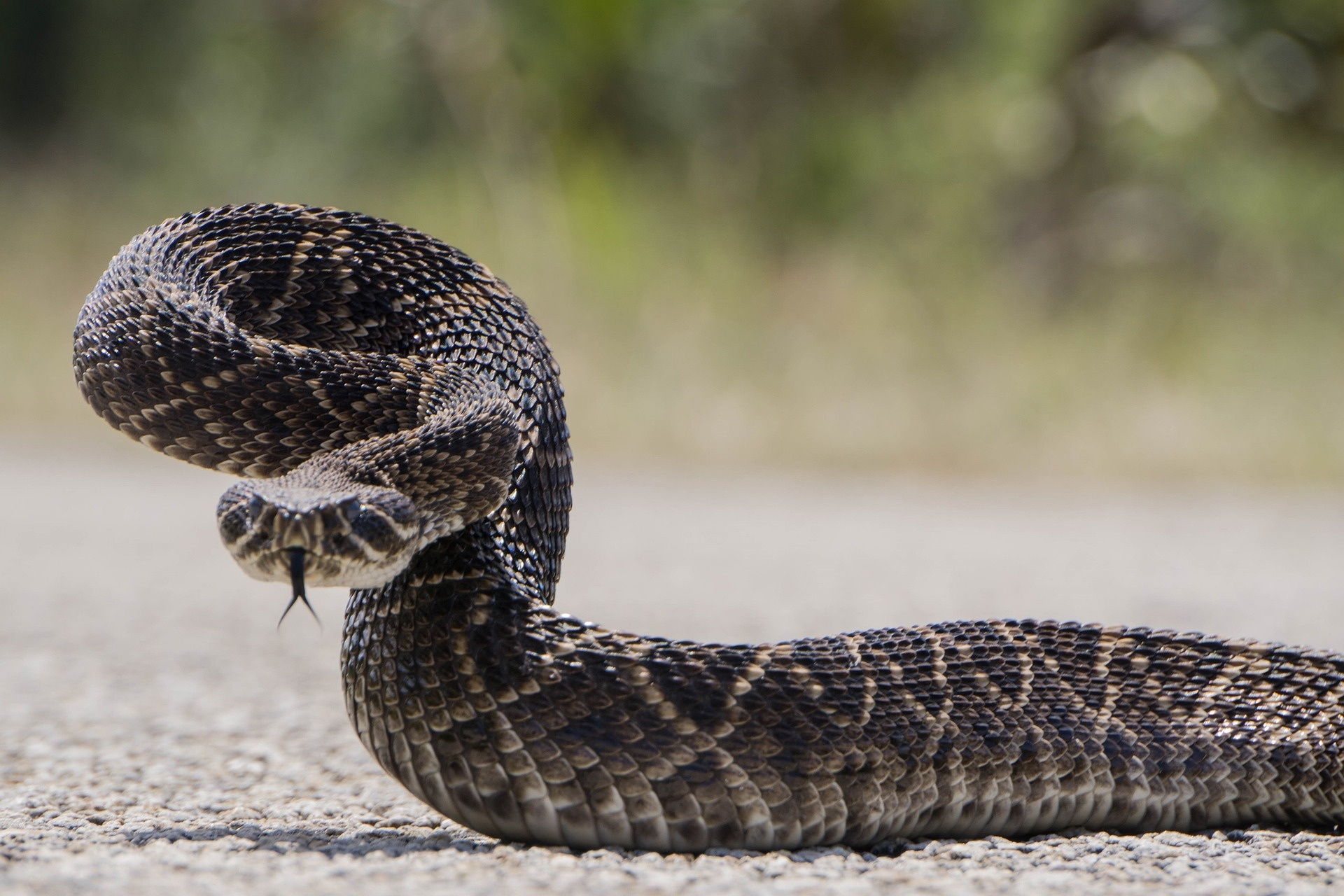 Rattlesnake handler, Fatal bite, Tragic event, South Texas's report, 1920x1280 HD Desktop