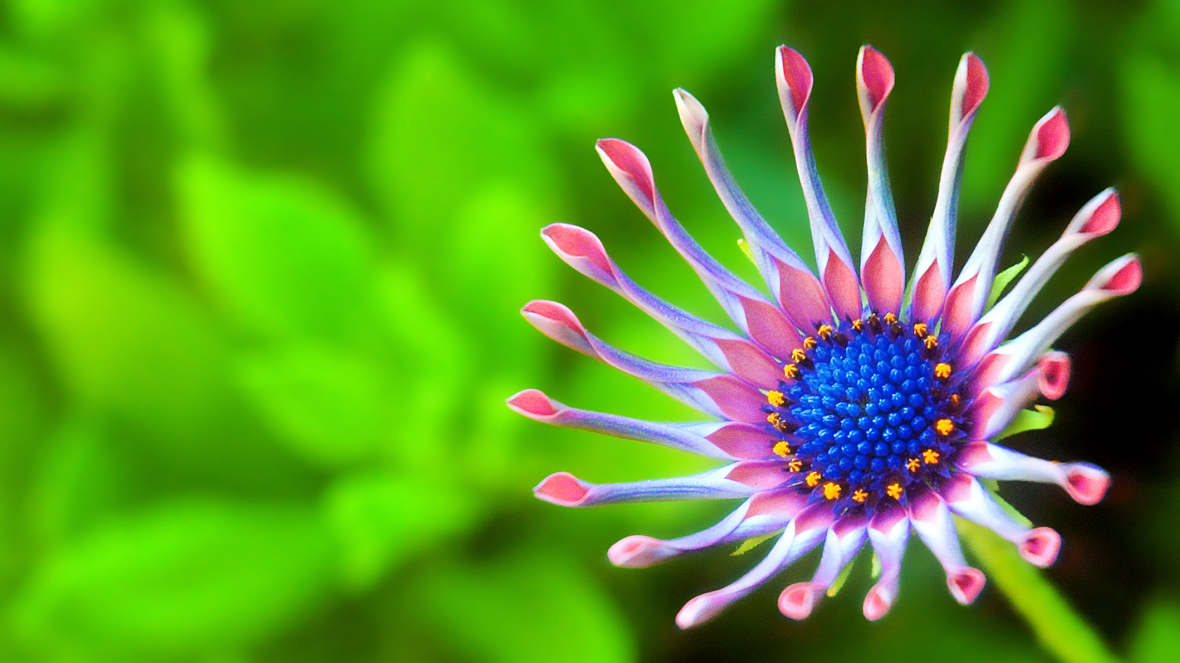 African daisy, 4K Ultra HD, Nature's canvas, Vibrant colors, 3840x2160 4K Desktop