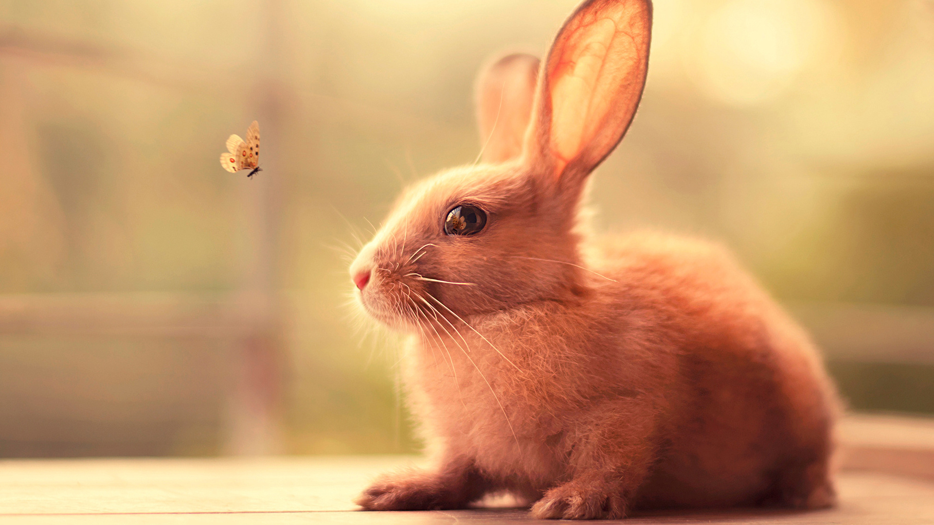 Bunny, Cute Wallpaper, 1920x1080 Full HD Desktop