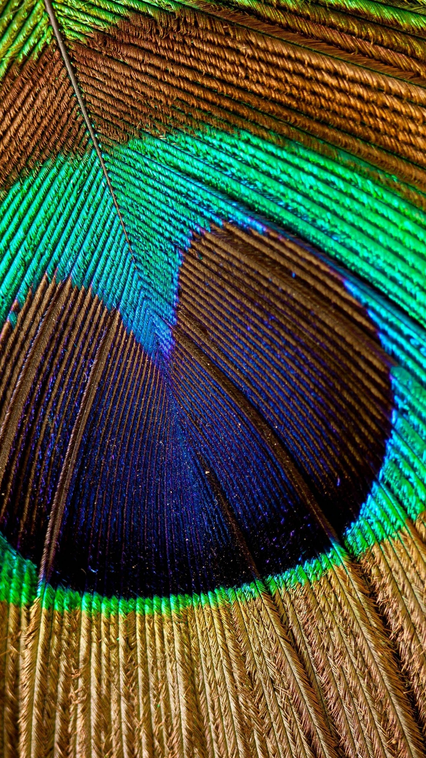 Colorful peacock feather, 8K wallpaper, Aesthetic beauty, Stunning backgrounds, 1440x2560 HD Phone