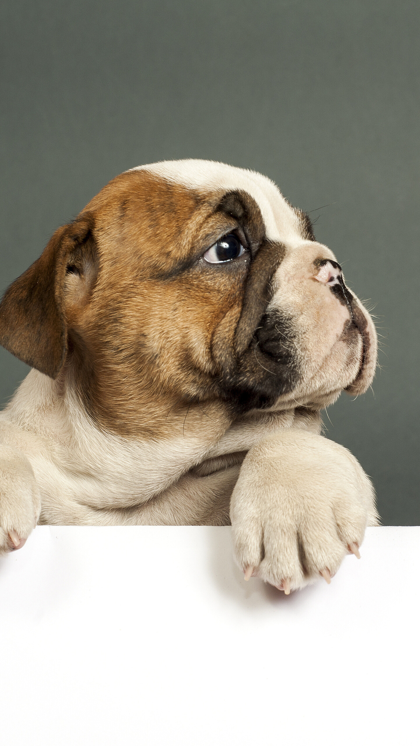 Bulldog puppy Samsung Galaxy wallpaper, Captivating pose, Playful charm, Stunning clarity, 1440x2560 HD Phone