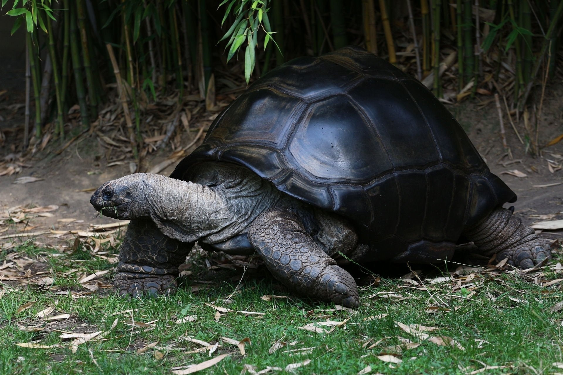 Aldabra Giant Tortoise, Desktop wallpaper, Nature's beauty, Serene backgrounds, 1920x1280 HD Desktop