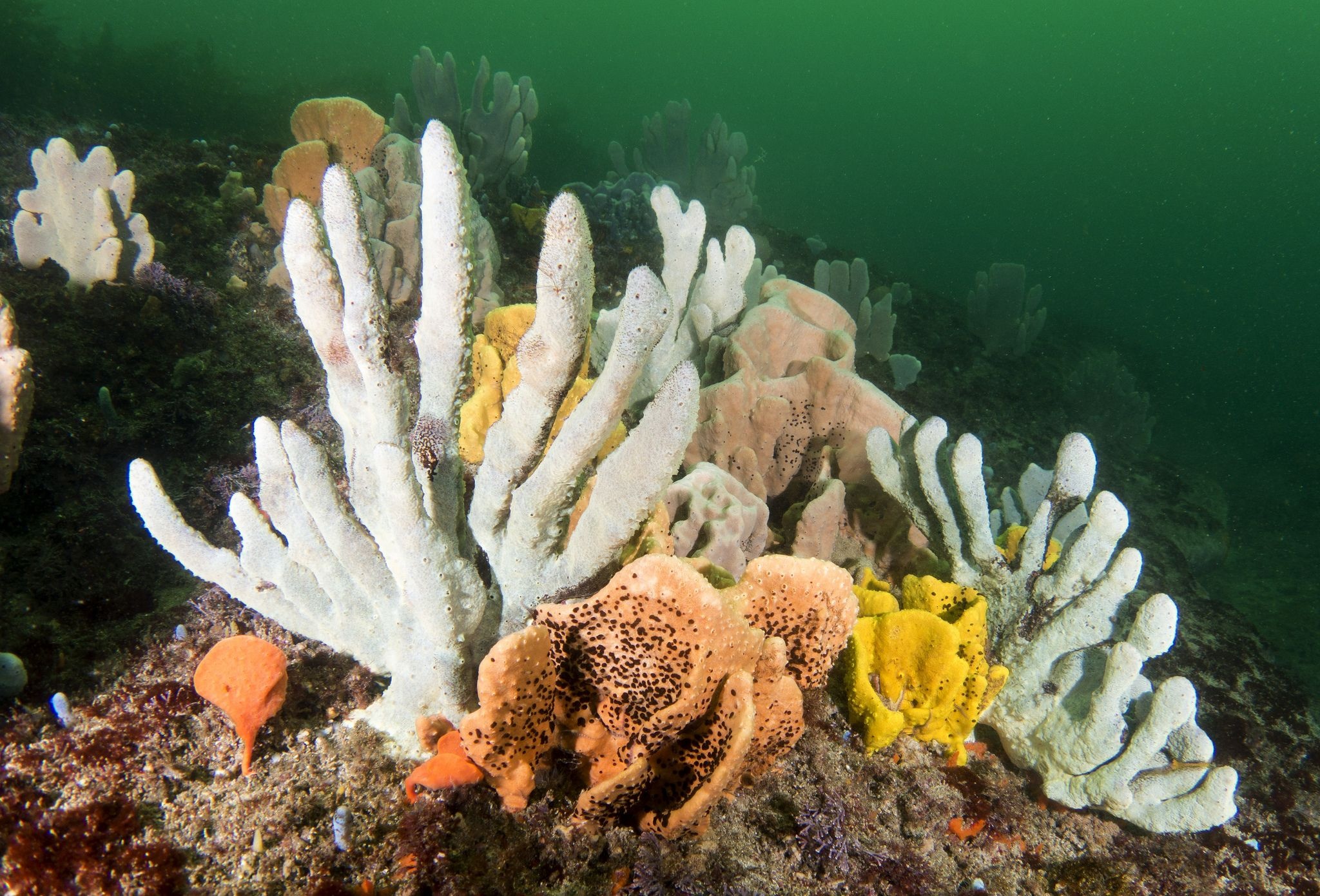 Mixed sponges, Underwater garden, Bizarre shapes, Marine exploration, 2050x1390 HD Desktop