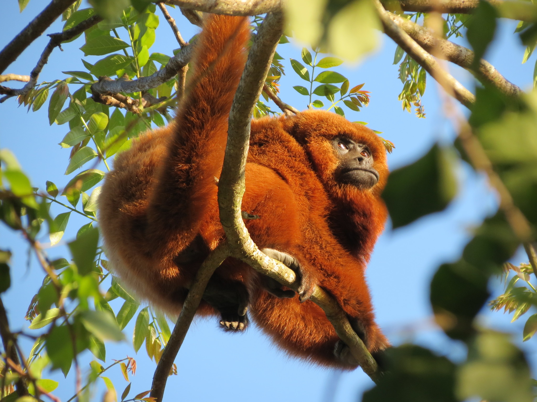 Brown Howler Monkey, Photos, Alouatta Guariba, iNaturalist, 2050x1540 HD Desktop