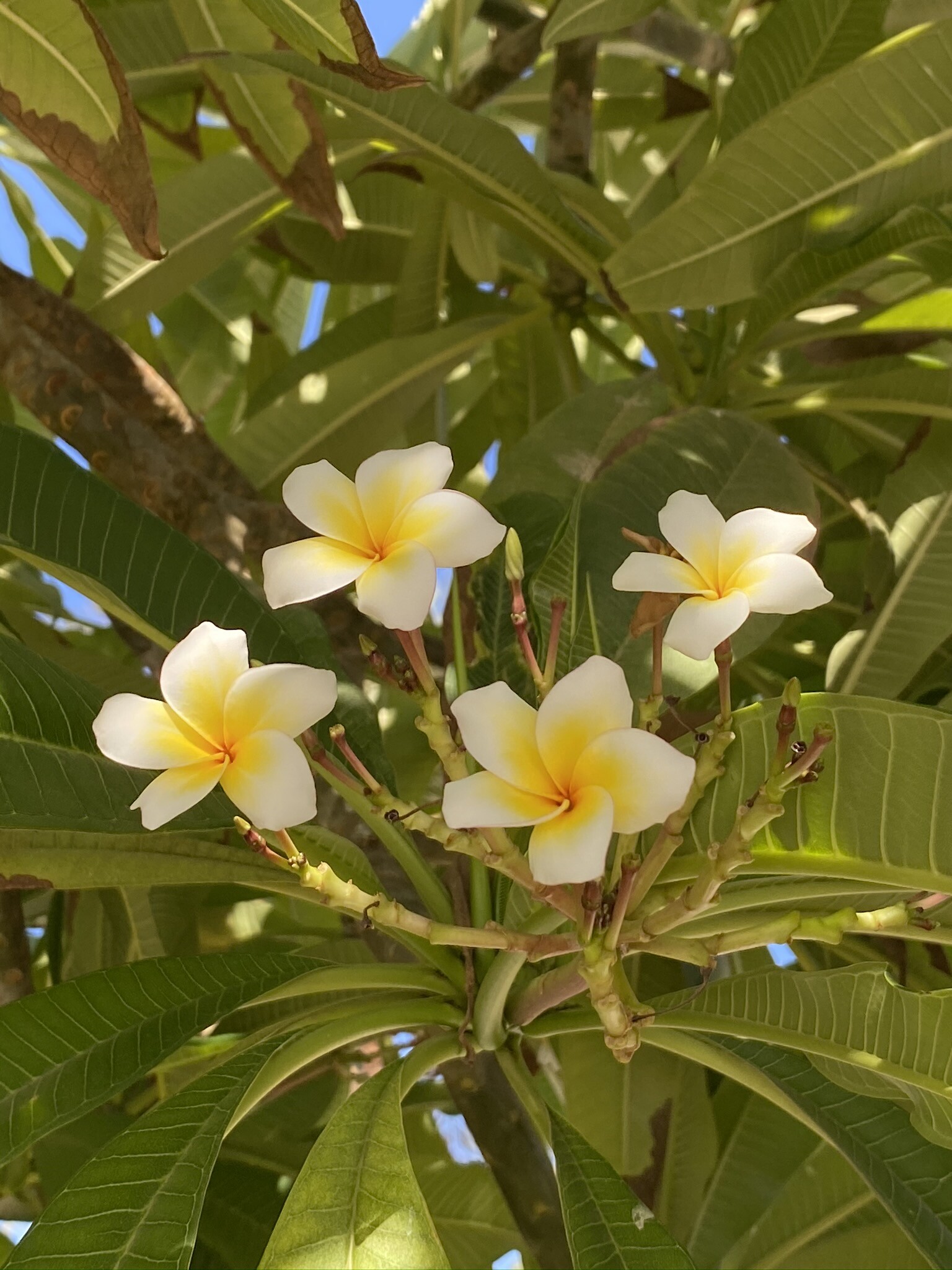 Frangipani wallpapers, High-definition bliss, Free images to download, Nature's digital delights, 1540x2050 HD Phone