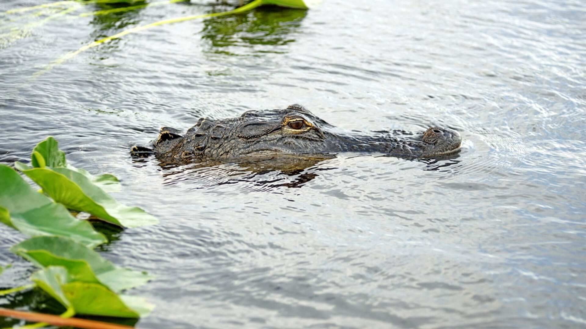 Everglades National Park, RV travel, Camper exploration, Adventure, 1920x1080 Full HD Desktop