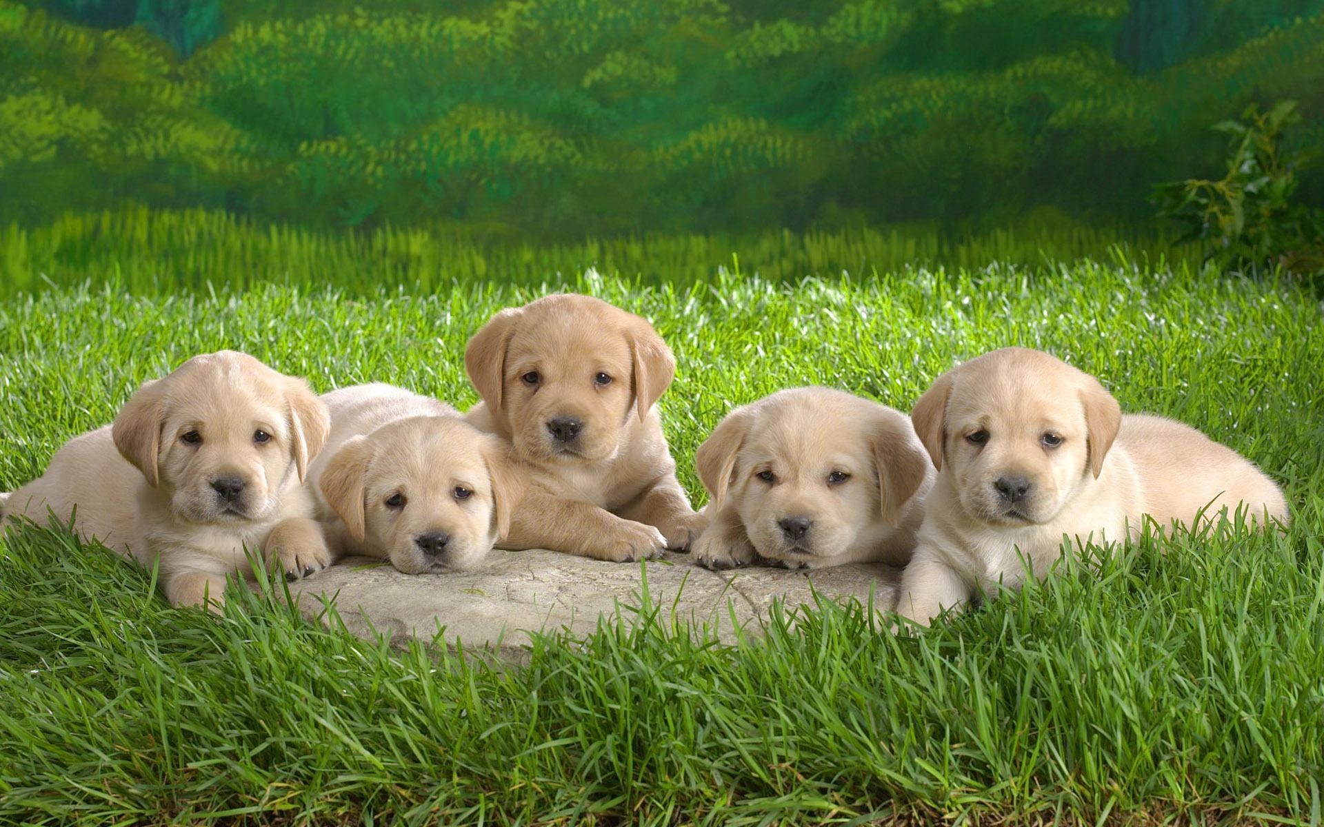 Puppies, Baby Animal Wallpaper, 1920x1200 HD Desktop