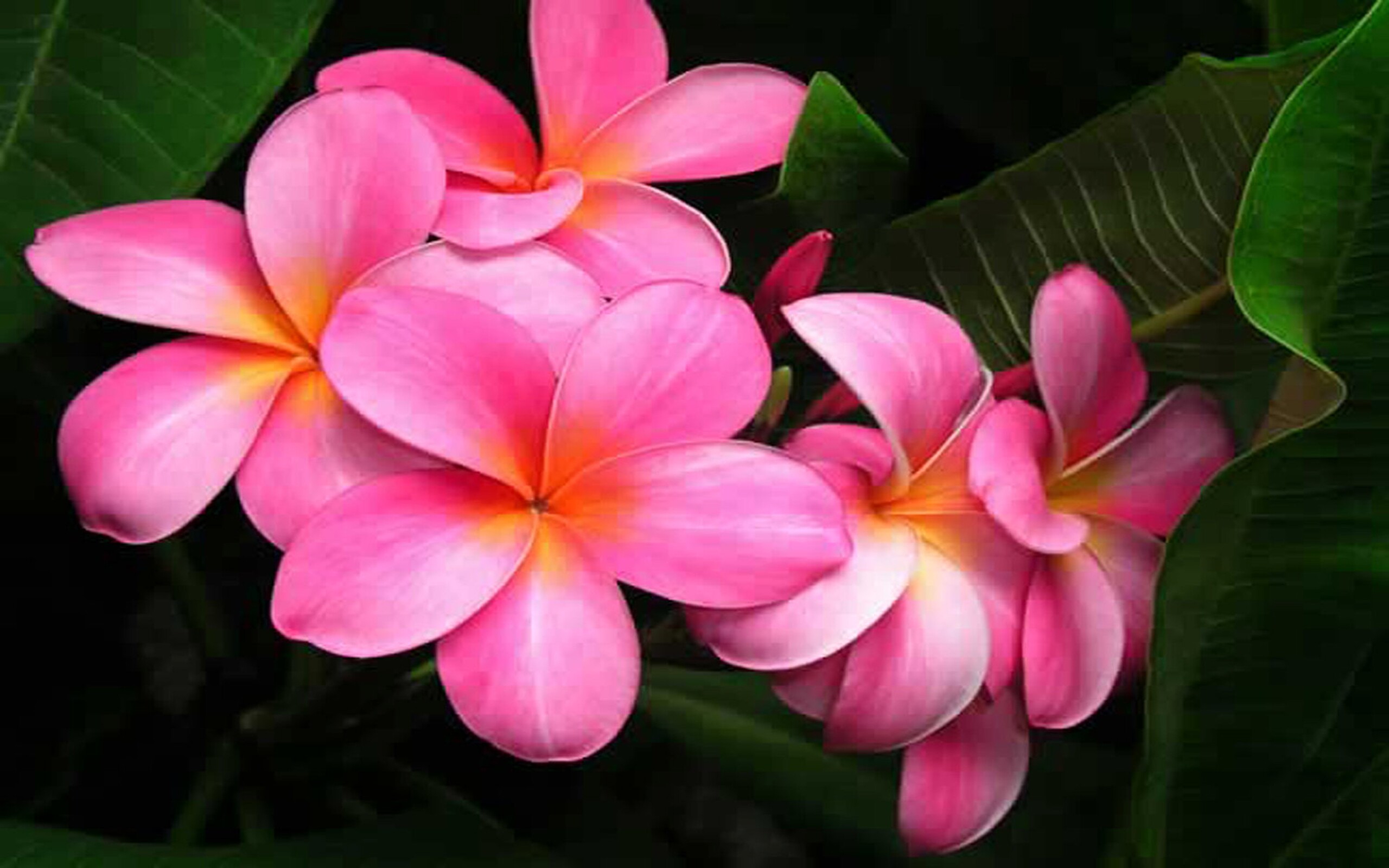 Pink plumeria wallpapers, Floral backdrop, Serene floral beauty, Nature's pink enchantment, 2560x1600 HD Desktop