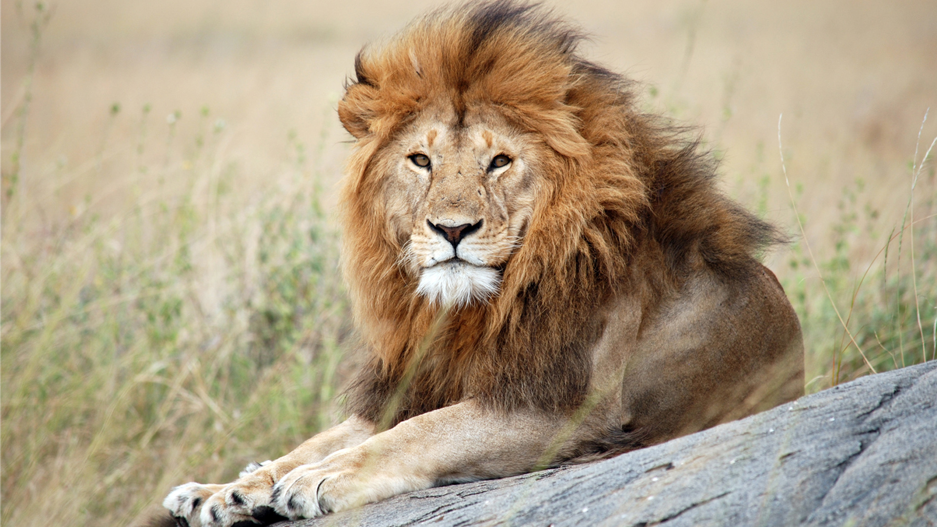 Serengeti National Park, Ona Safari, Explore, African, 1920x1080 Full HD Desktop