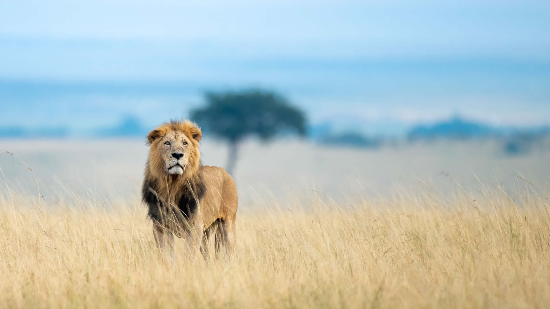 Maasai Mara Game Reserve, Kenya safari, Wildlife paradise, Natural beauty, 1920x1080 Full HD Desktop