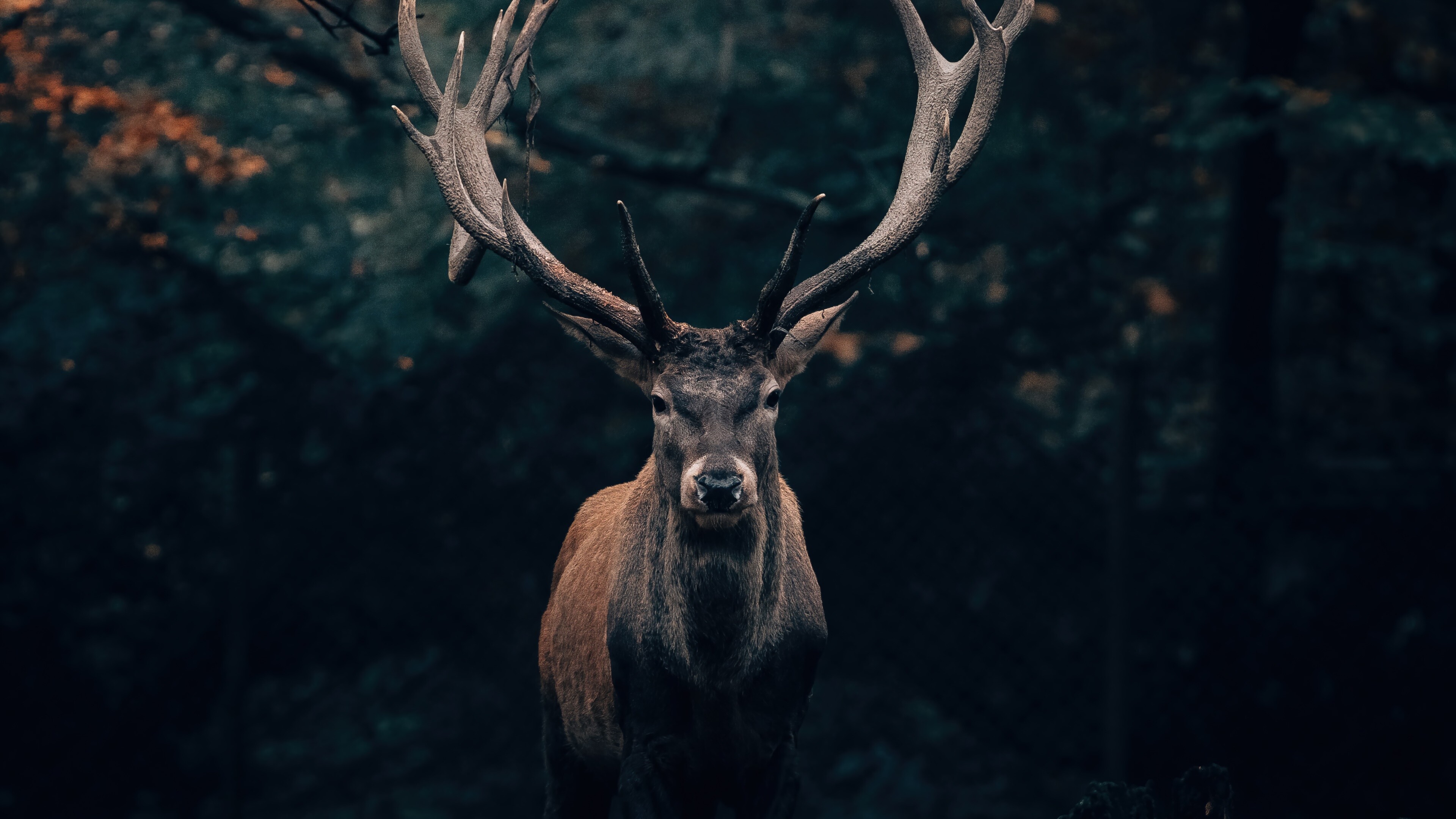 Forest, Reindeers Wallpaper, 3840x2160 4K Desktop