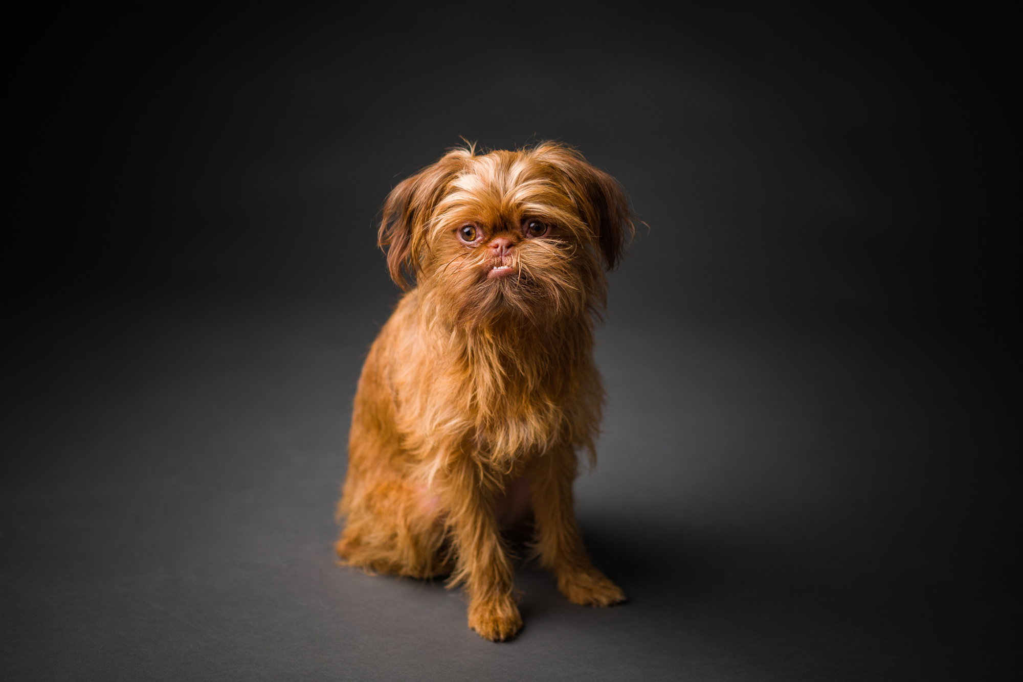 Brussels Griffon, Pet photography, Loyal and lavish, Waco Texas, 2000x1340 HD Desktop