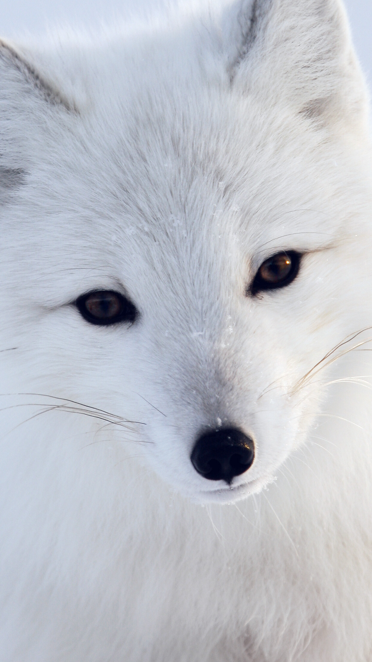 Artistic fox wallpaper, White animal, Cute pet, Winter, 1250x2210 HD Phone