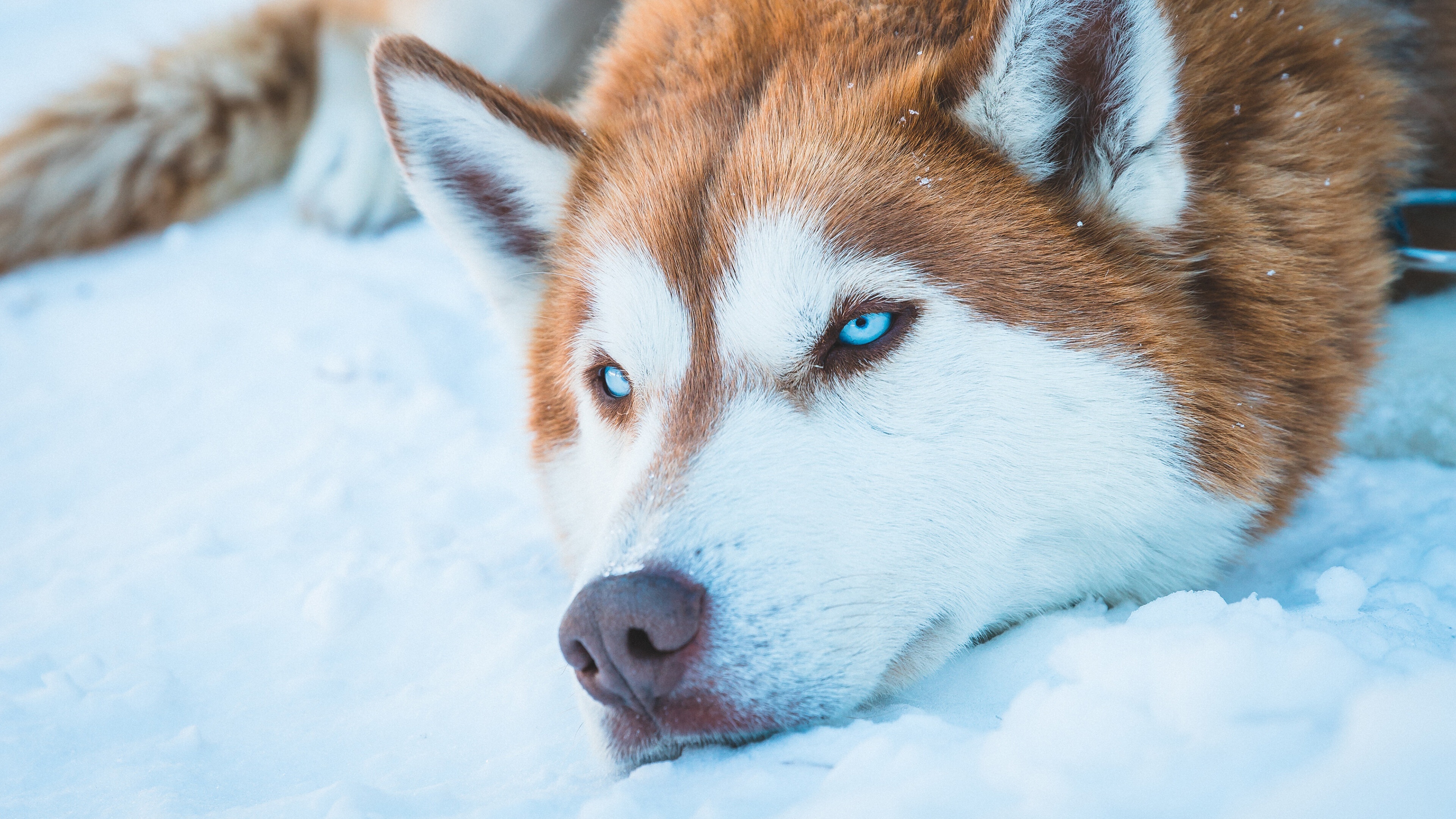 Winter, Husky Wallpaper, 3840x2160 4K Desktop