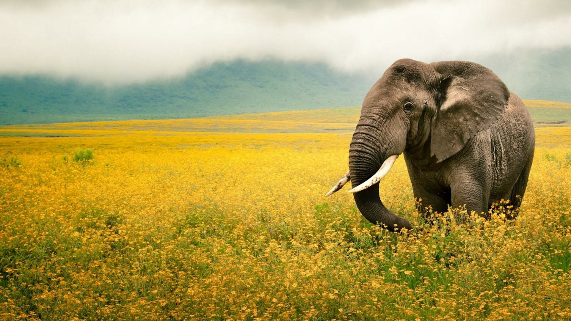 Elephant, National Geographic Wallpaper, 1920x1080 Full HD Desktop