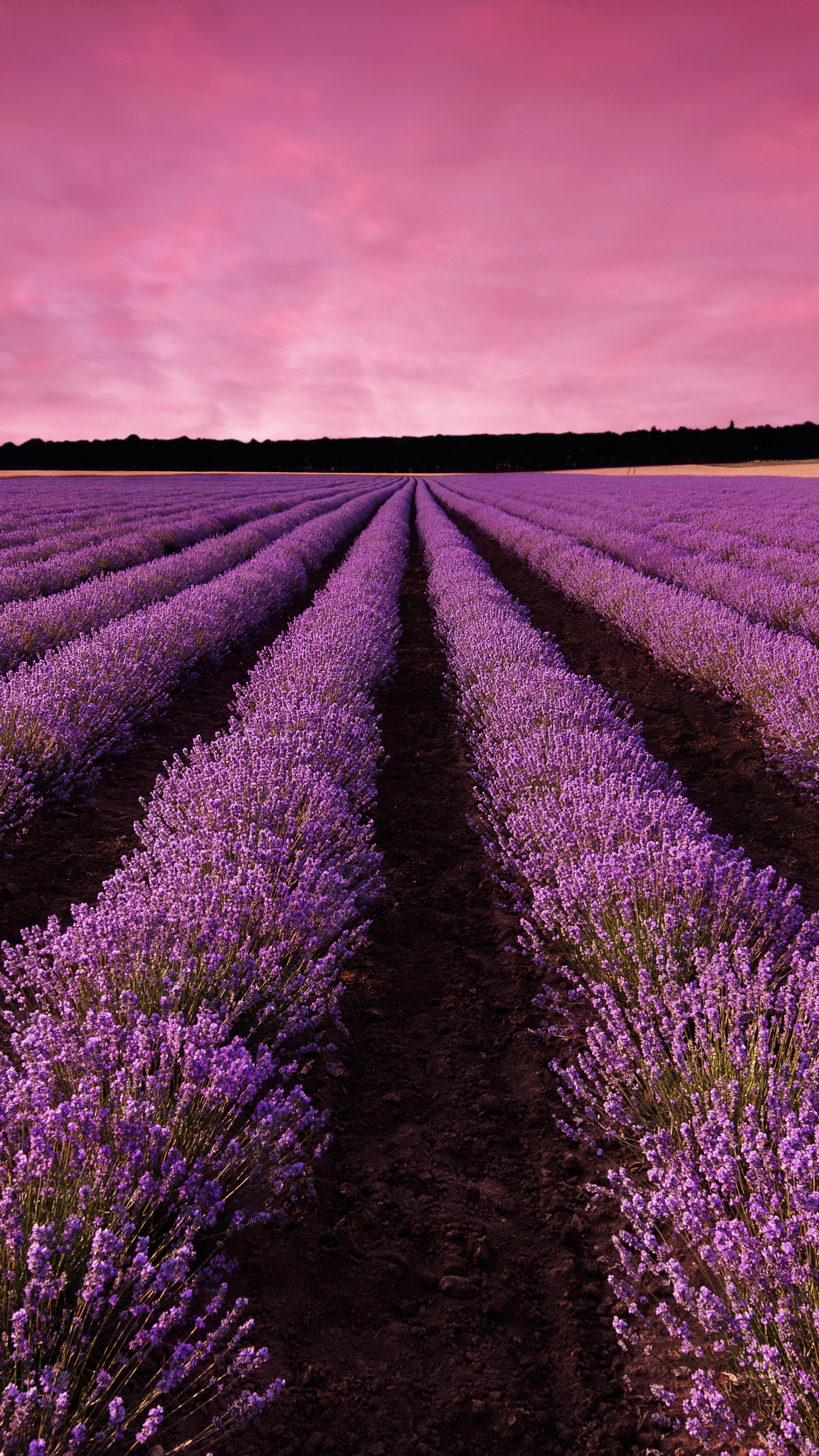 Lavenders