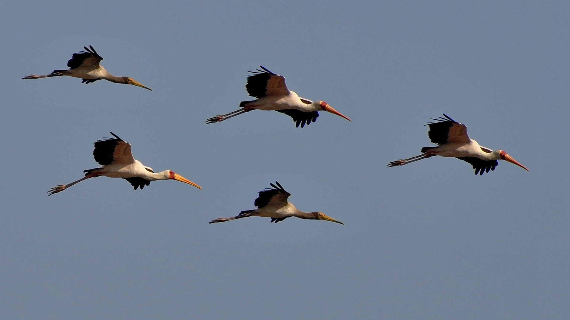 Crane bird wallpapers, Bird photography, Nature's marvel, Feathered beauty, 1920x1080 Full HD Desktop