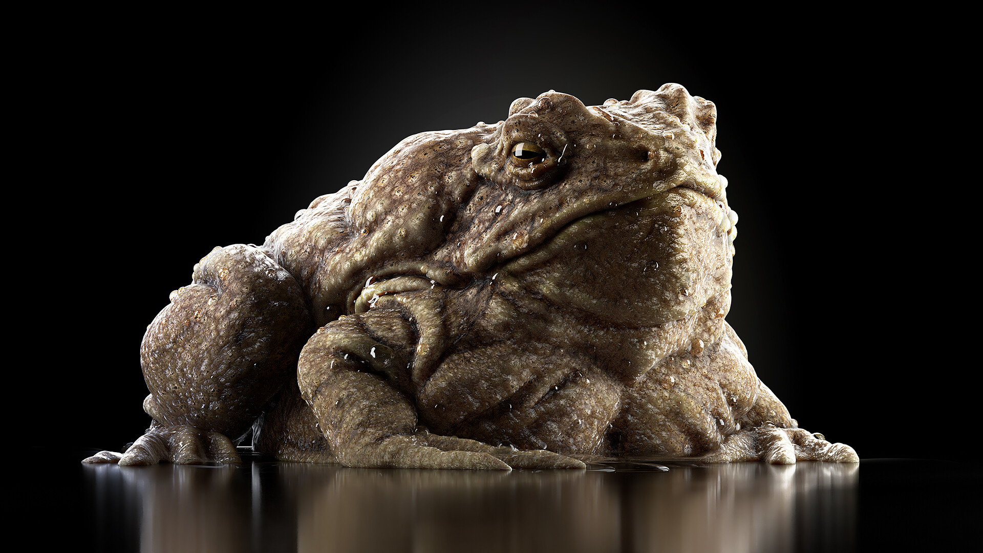 Artstation toad, Texture design, Digital artwork, Amphibian species, 1920x1080 Full HD Desktop