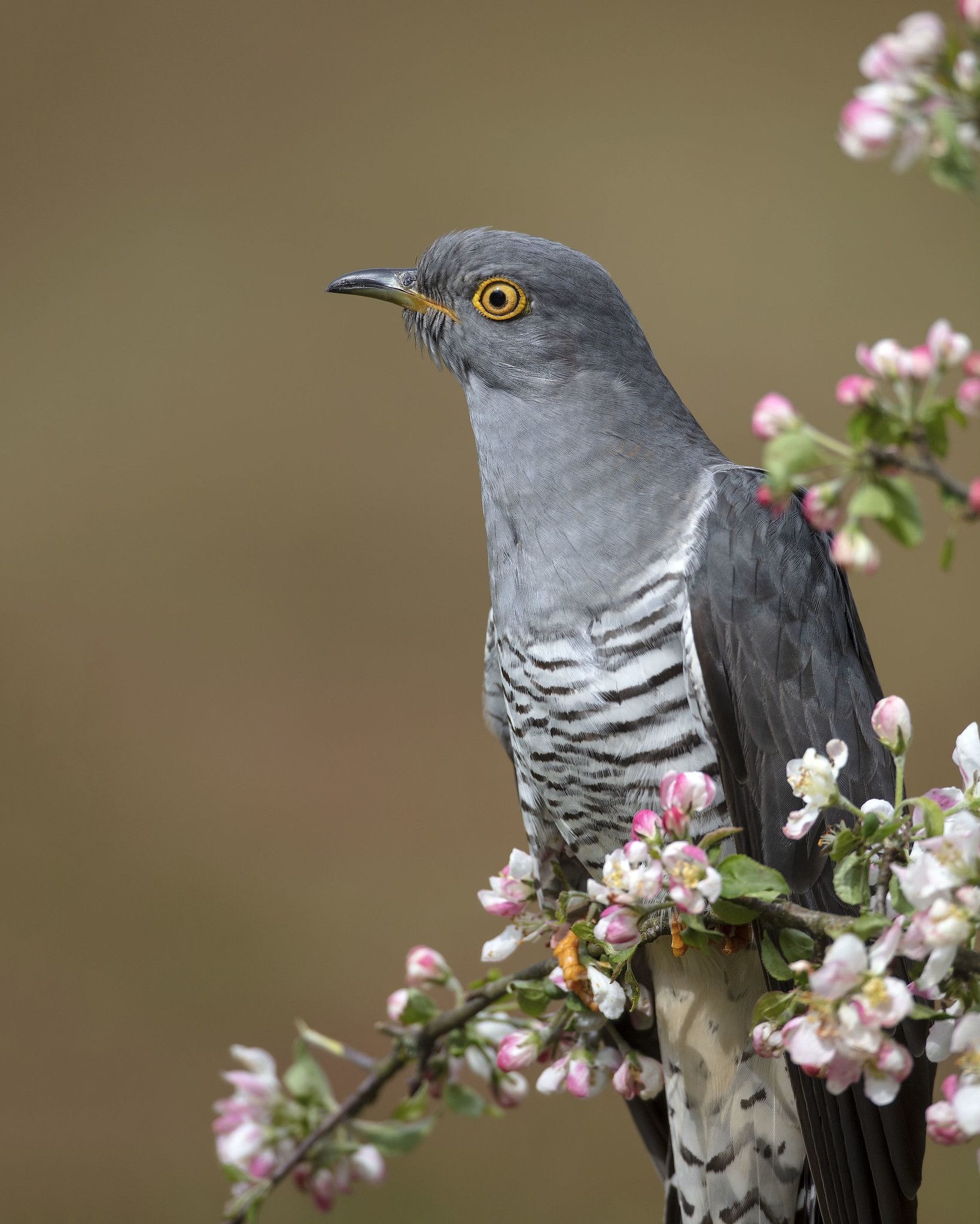 Cuckoo beautiful birds, Nature's wonder, Captivating feathered friends, Avian delights, 1640x2050 HD Phone